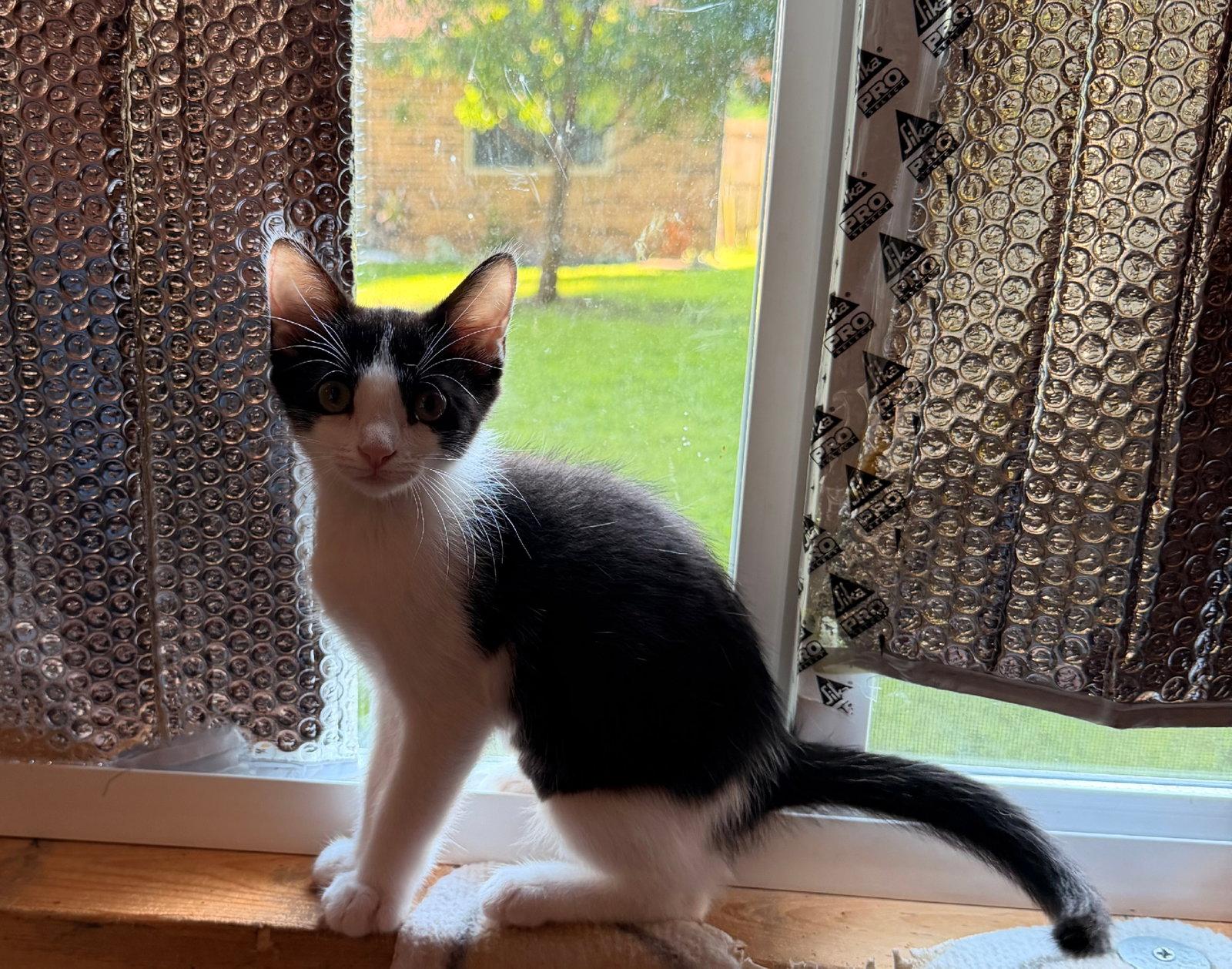 Enlarge Minnie, a Adoptable Domestic Short Hair in Rowlett, TX image 2/2
