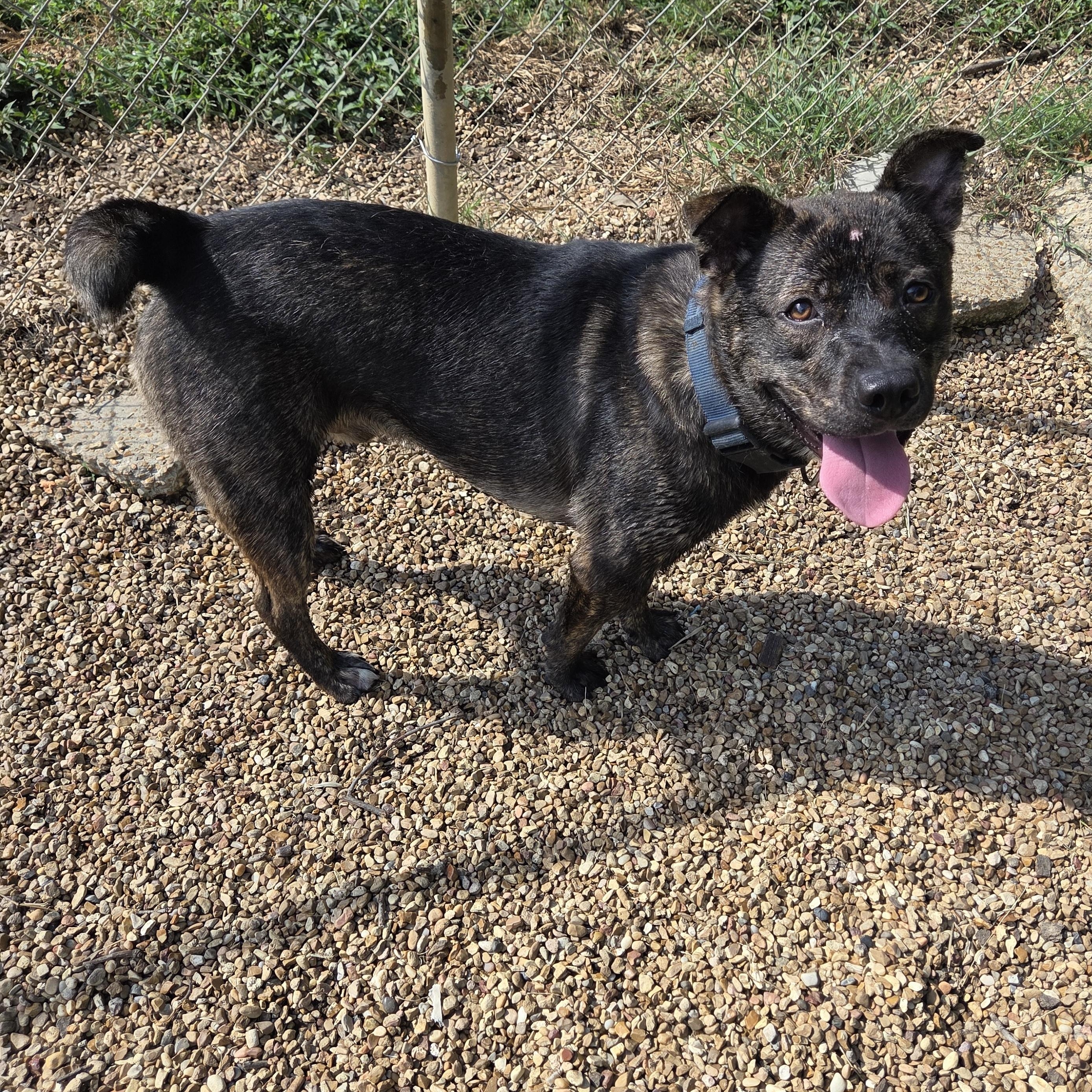 Hogarth, Adoptable, Adult Male American Staffordshire Terrier & Cattle Dog.