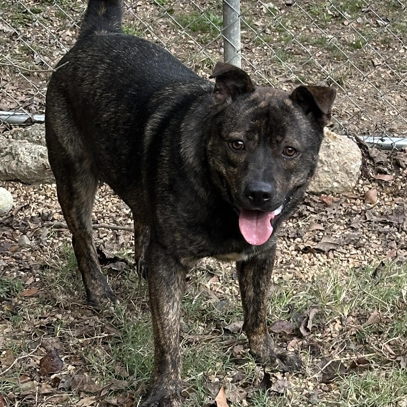 Hogarth, a Adoptable mixed breed in Madison, MS image 1/3