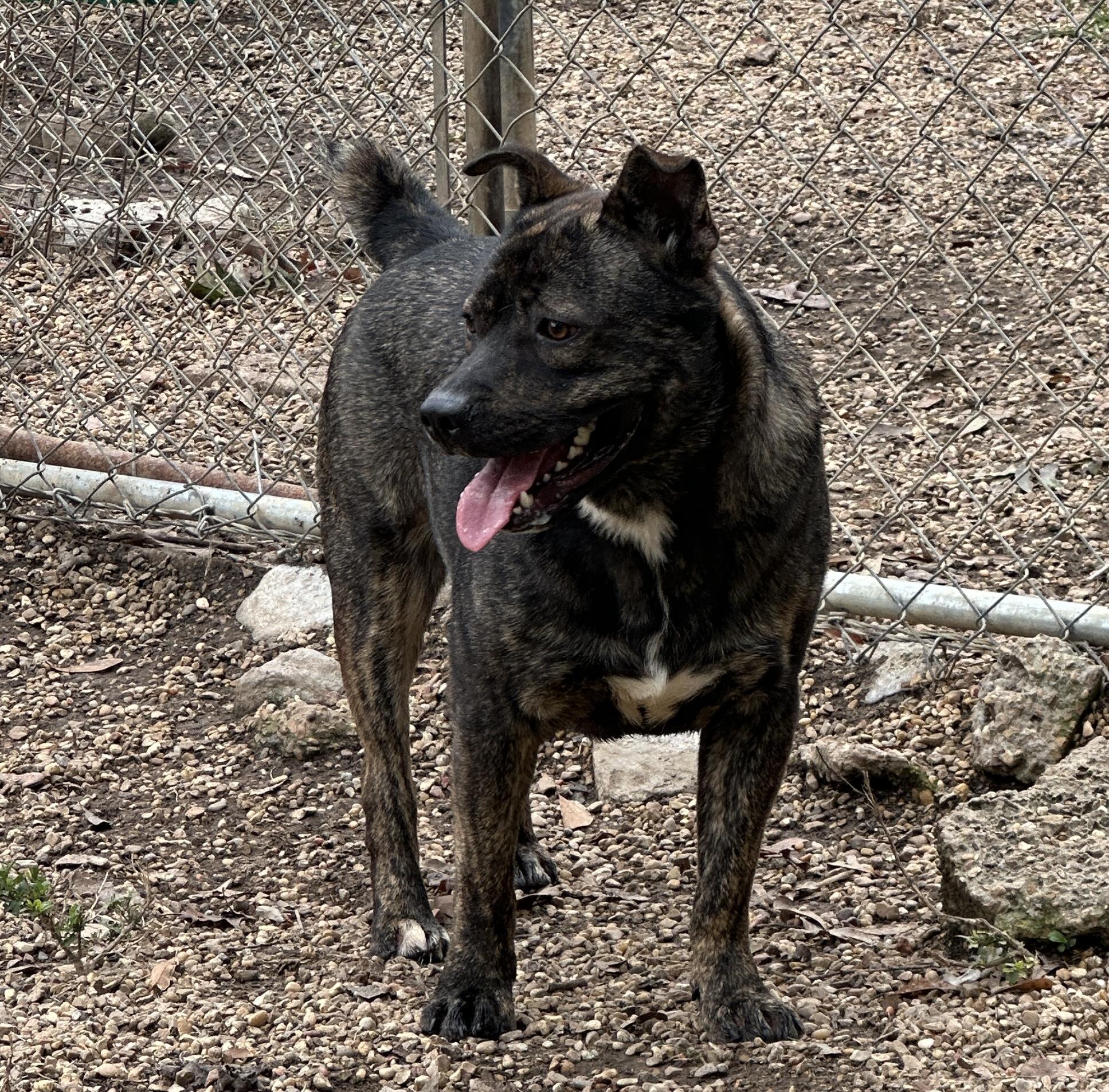 Hogarth, a Adoptable mixed breed in Madison, MS image 3/3
