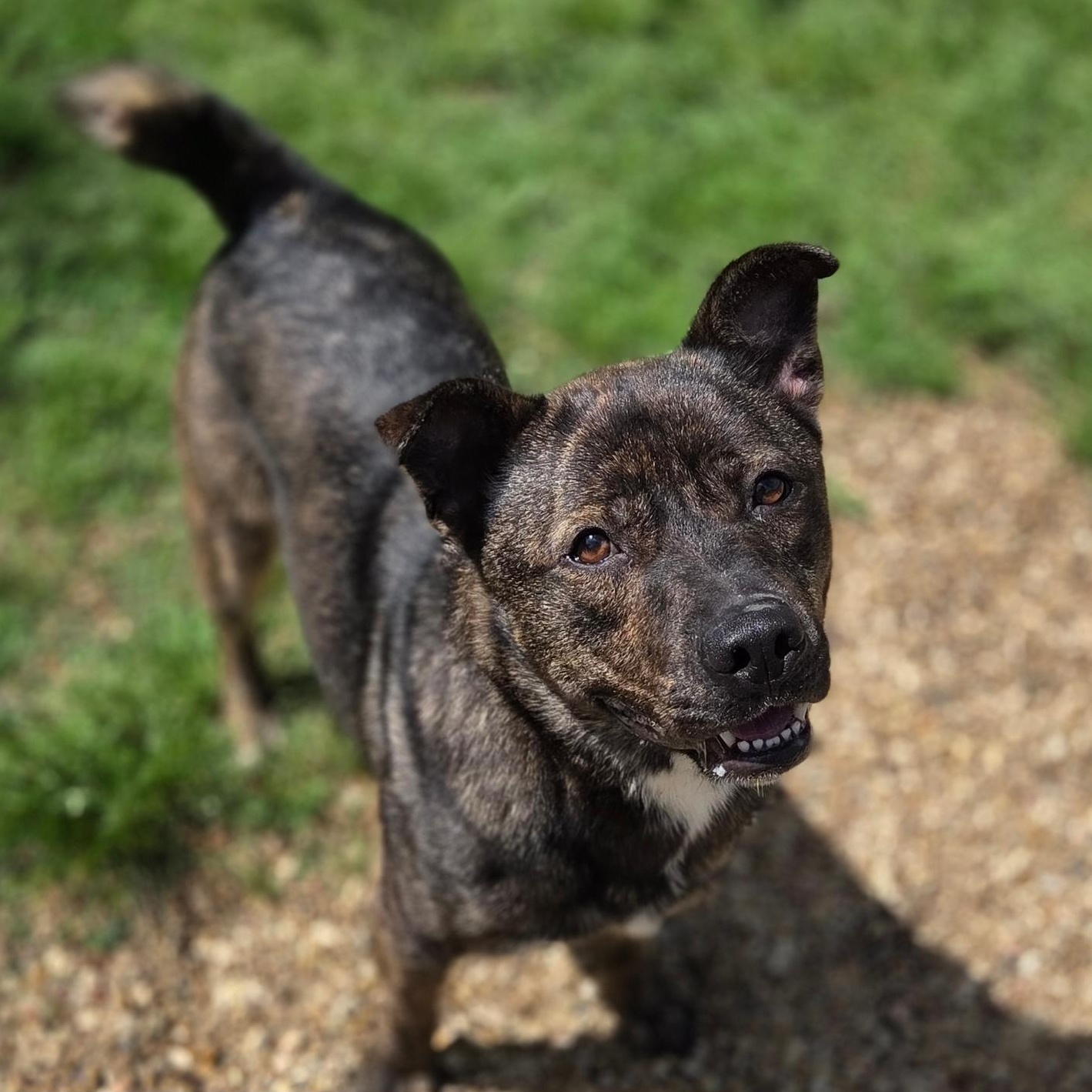 Hogarth, Adoptable, Adult Male American Staffordshire Terrier & Cattle Dog.