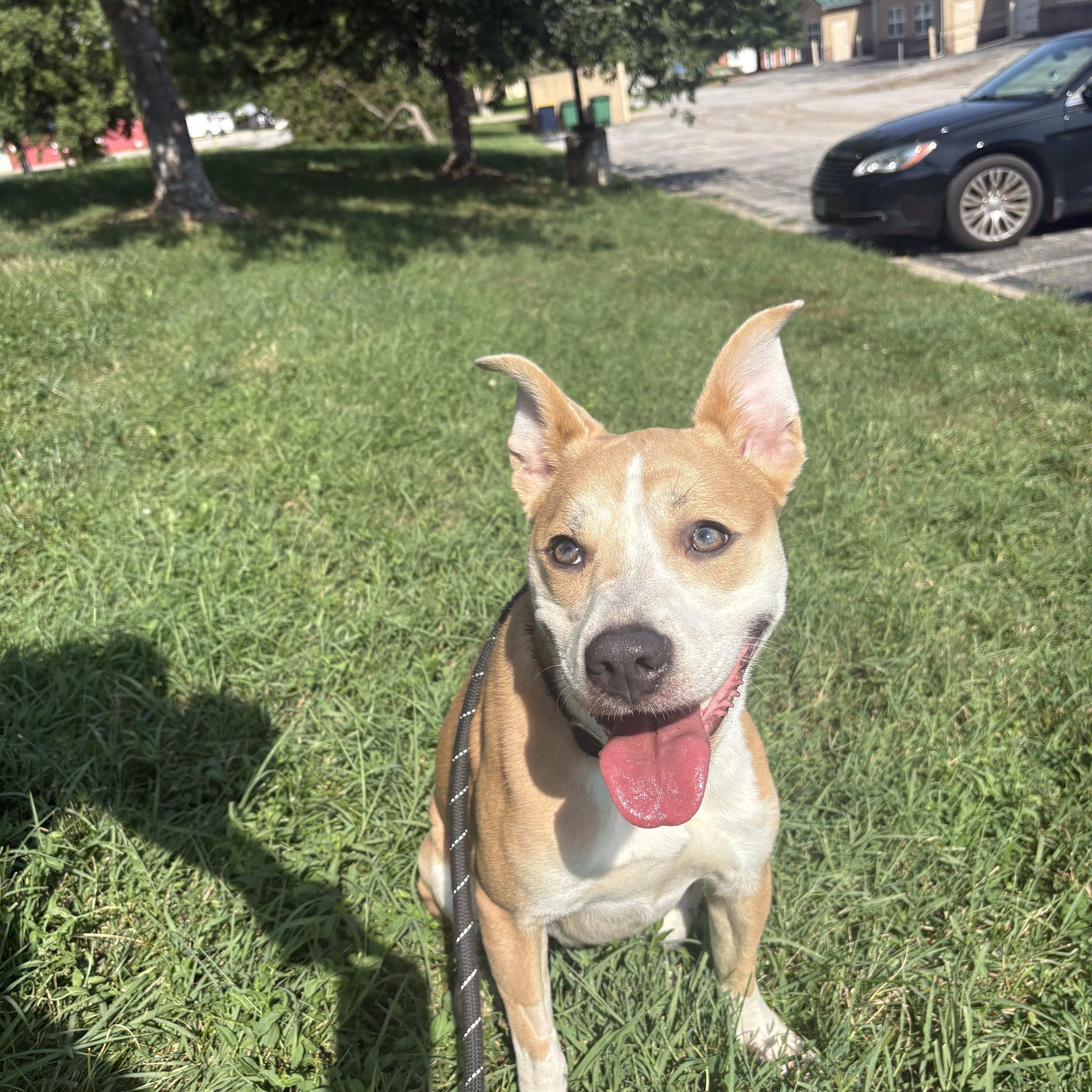 Wanda, ADOPTABLE, Adult Female Mixed Breed.