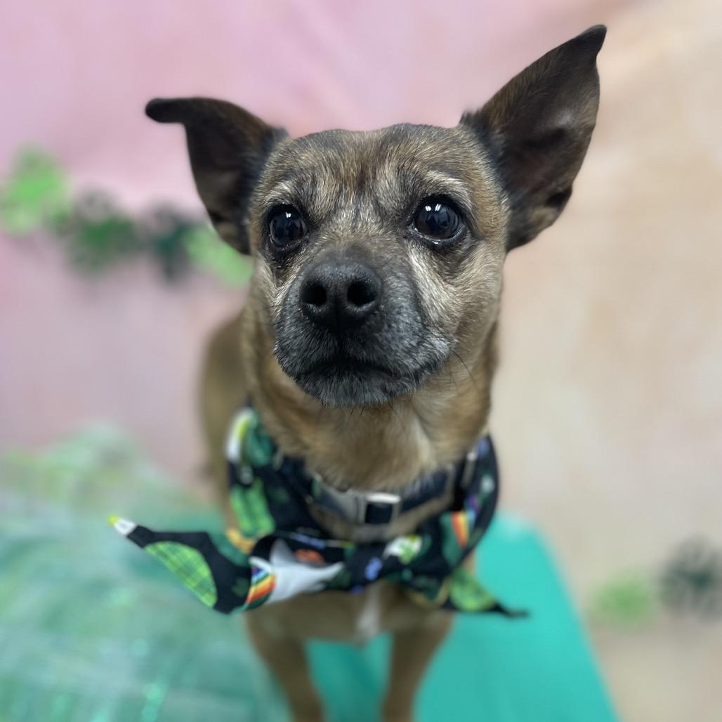 Scrappy — thumbnail 2