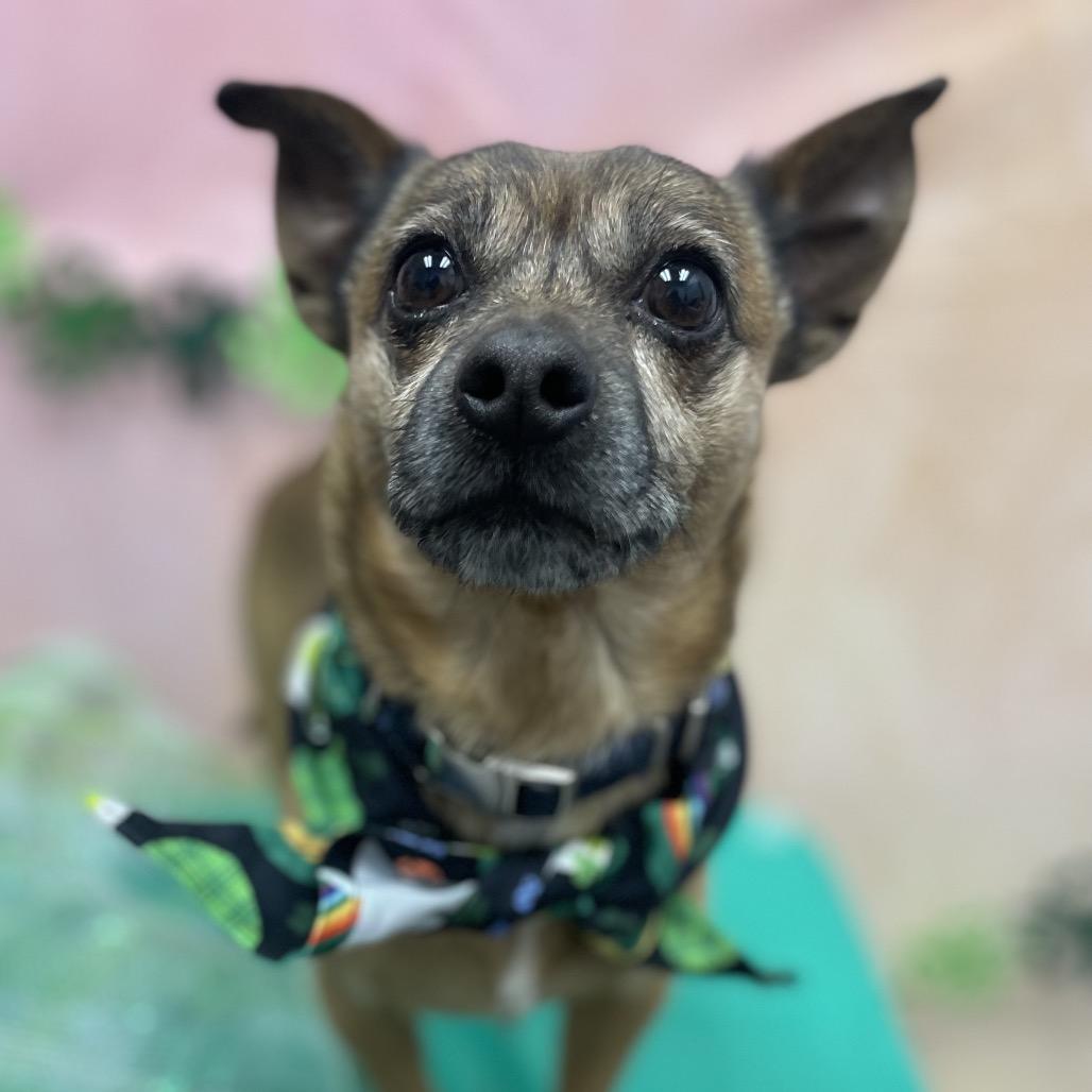 Scrappy — thumbnail 3