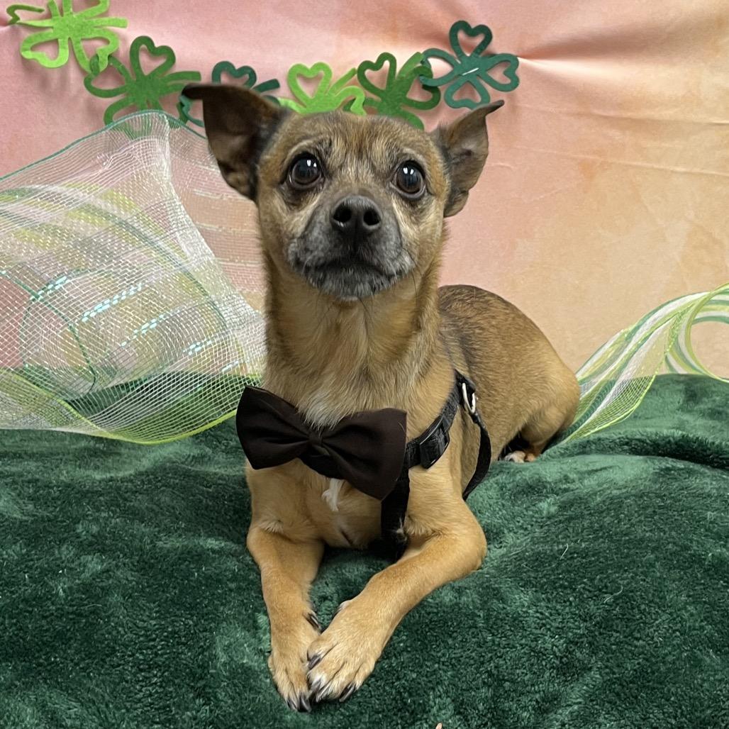 Scrappy — thumbnail 4