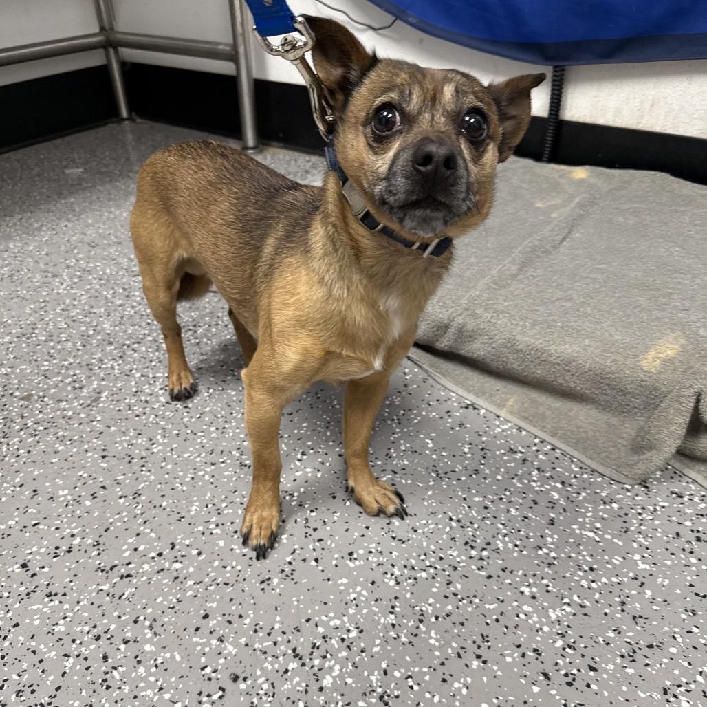 Scrappy — thumbnail 5