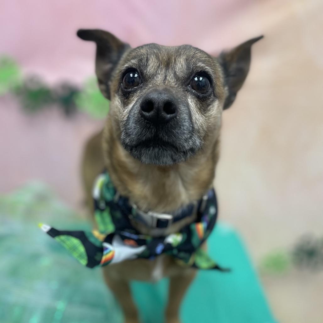 Scrappy — thumbnail 6