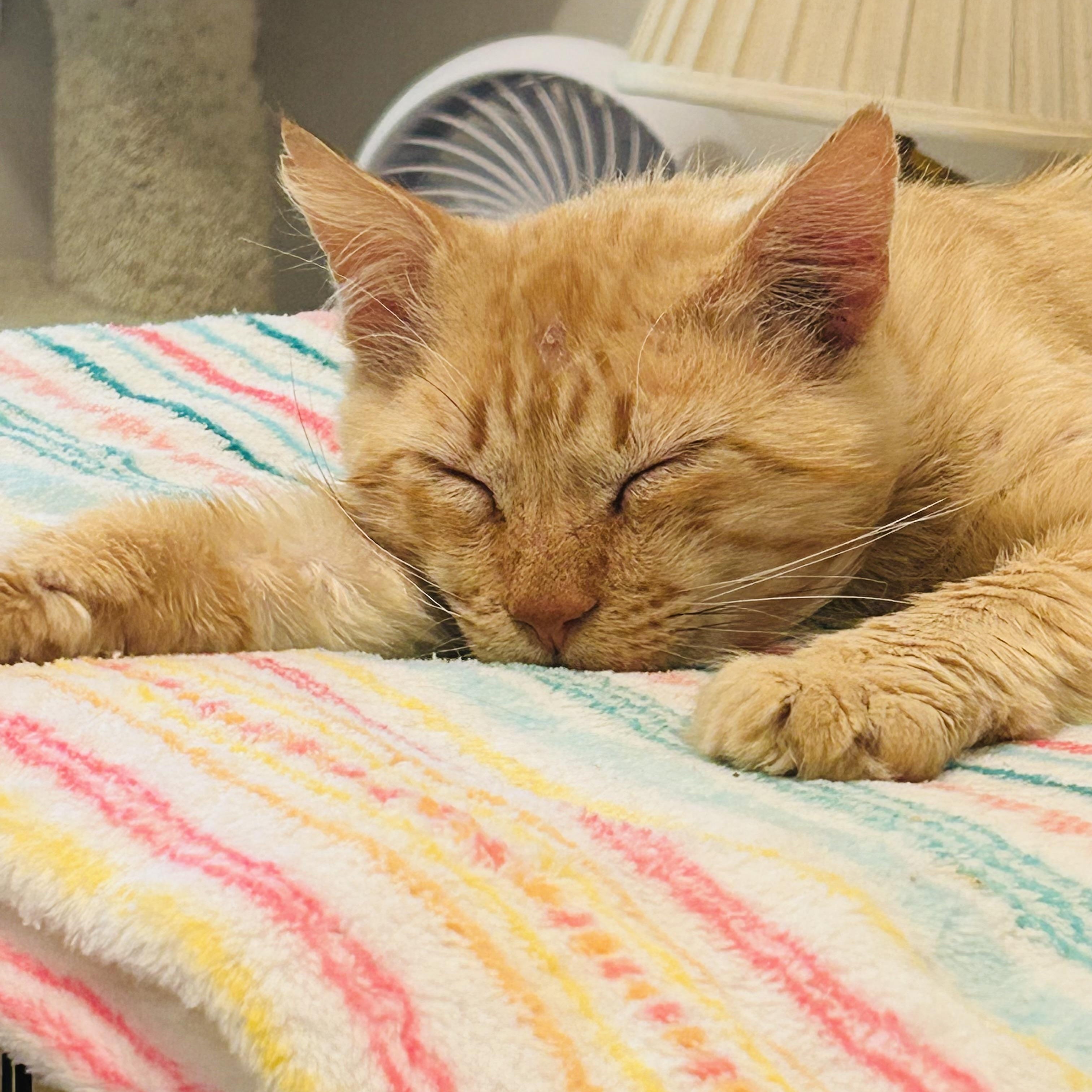 Enlarge Simba, a ADOPTABLE Domestic Medium Hair in Sacramento, CA image 6/6