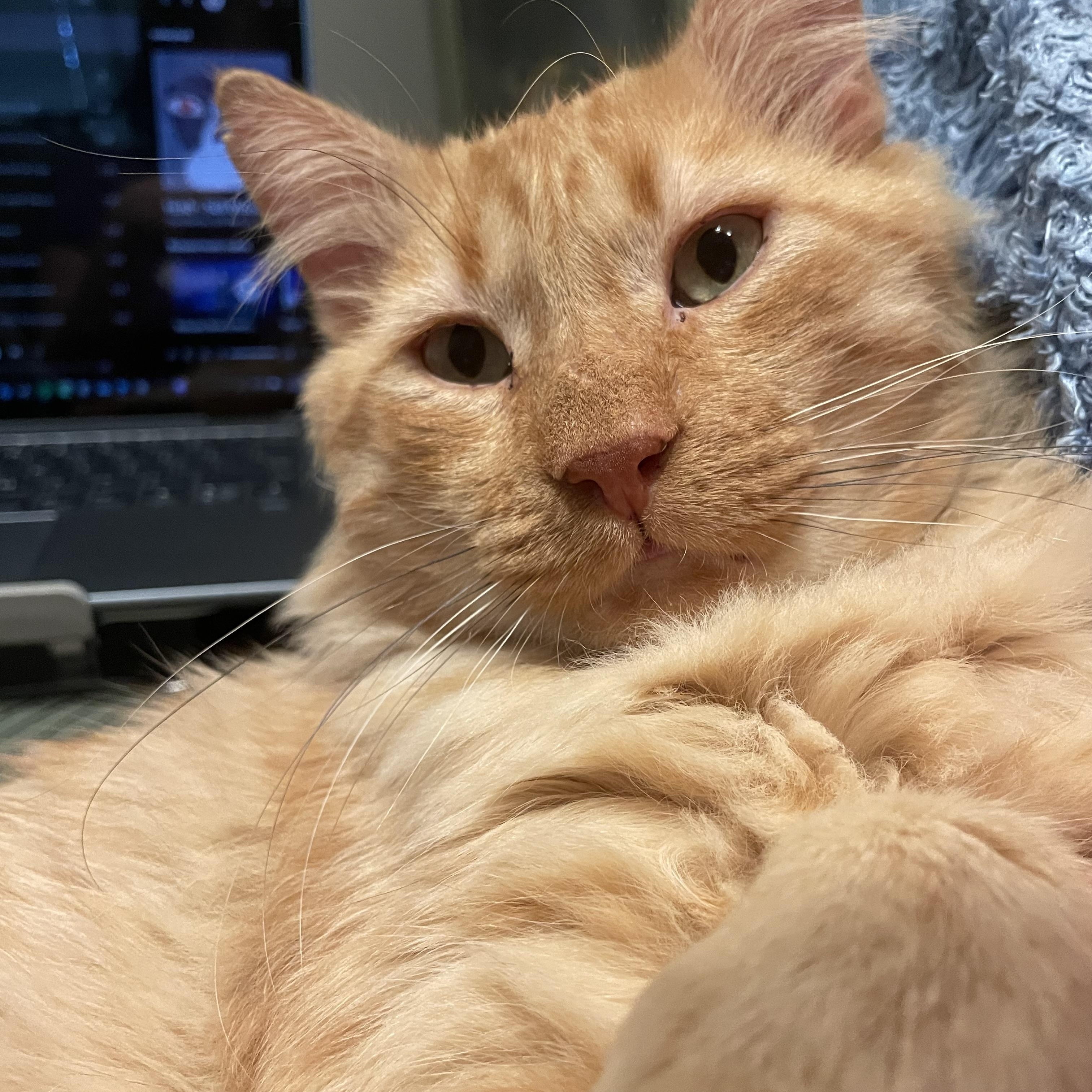 Enlarge Simba, a Adopted Domestic Medium Hair in Sacramento, CA image 2/6