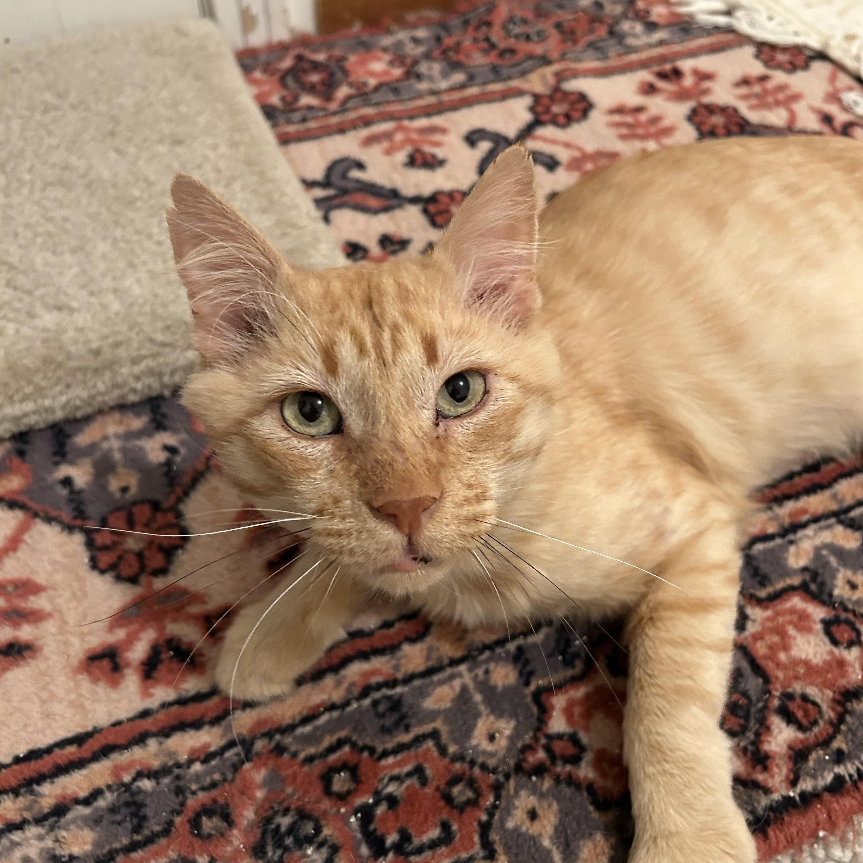 Enlarge Simba, a ADOPTABLE Domestic Medium Hair in Sacramento, CA image 2/6