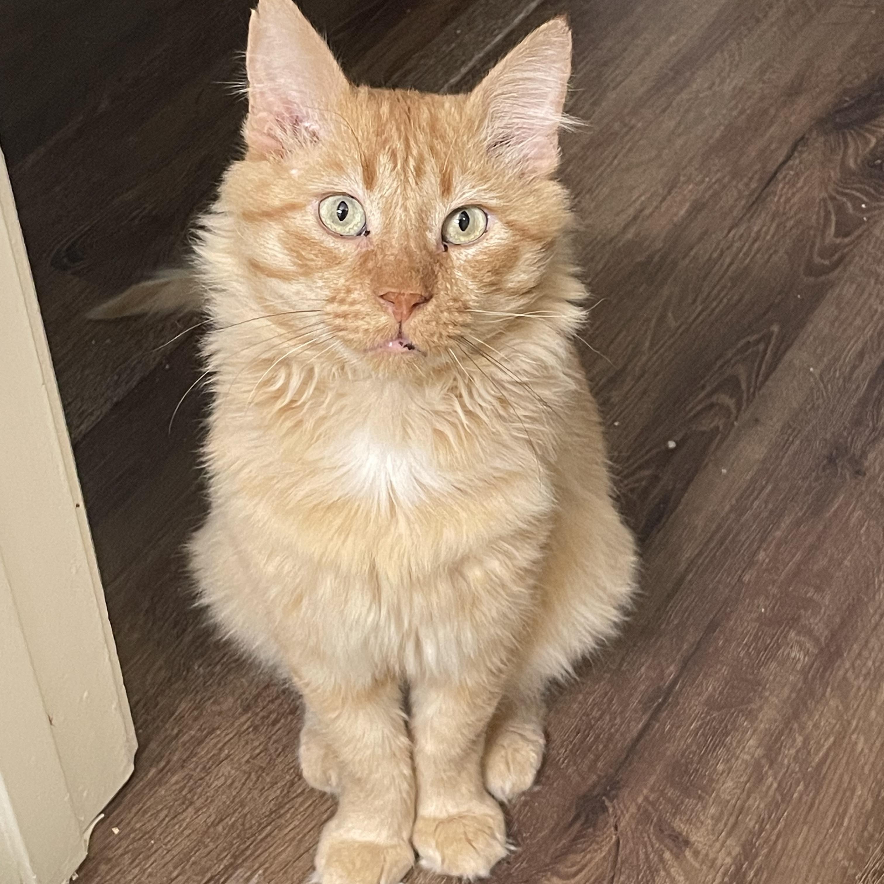 Enlarge Simba, a Adopted Domestic Medium Hair in Sacramento, CA image 1/6