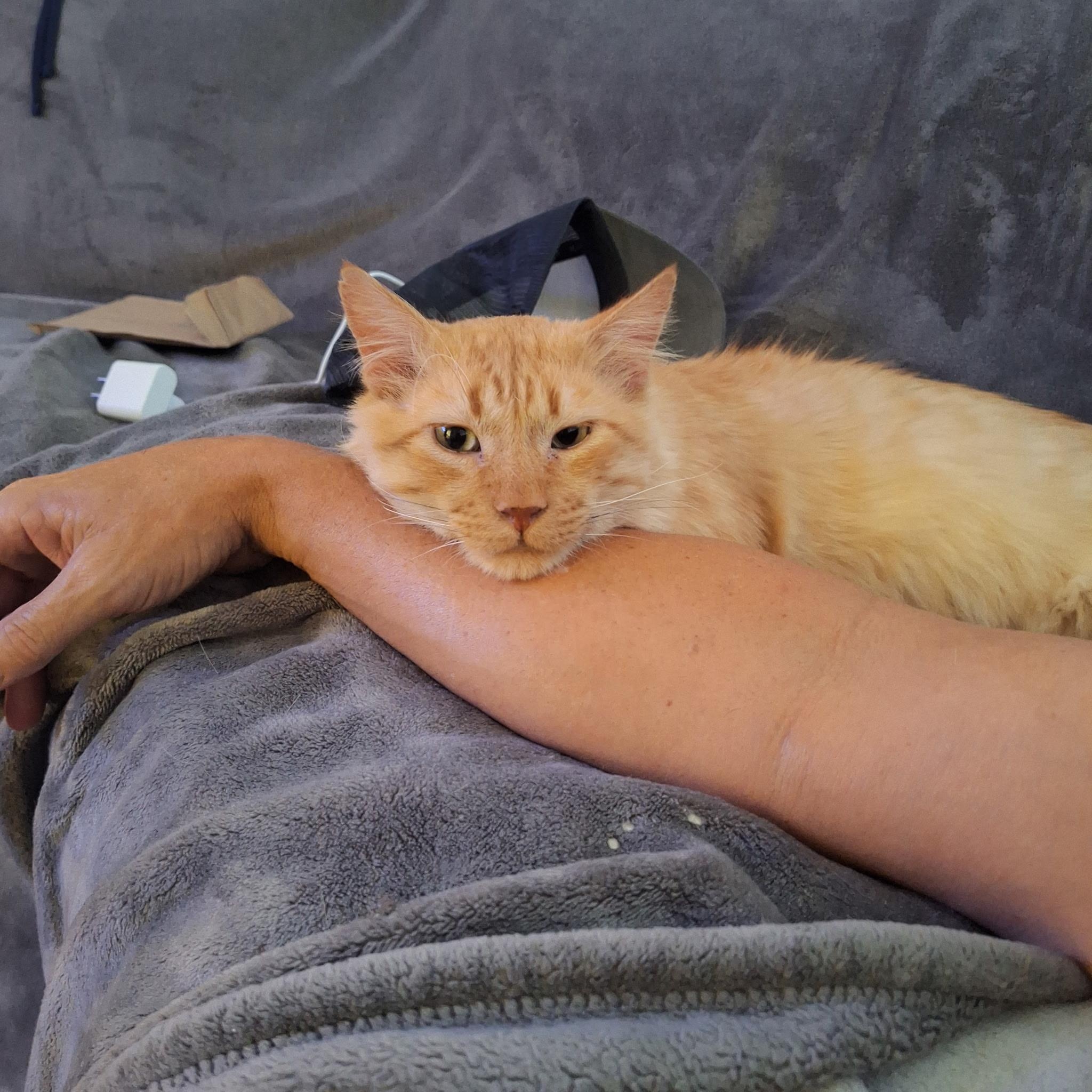 Enlarge Simba, a ADOPTABLE Domestic Medium Hair in Sacramento, CA image 1/6