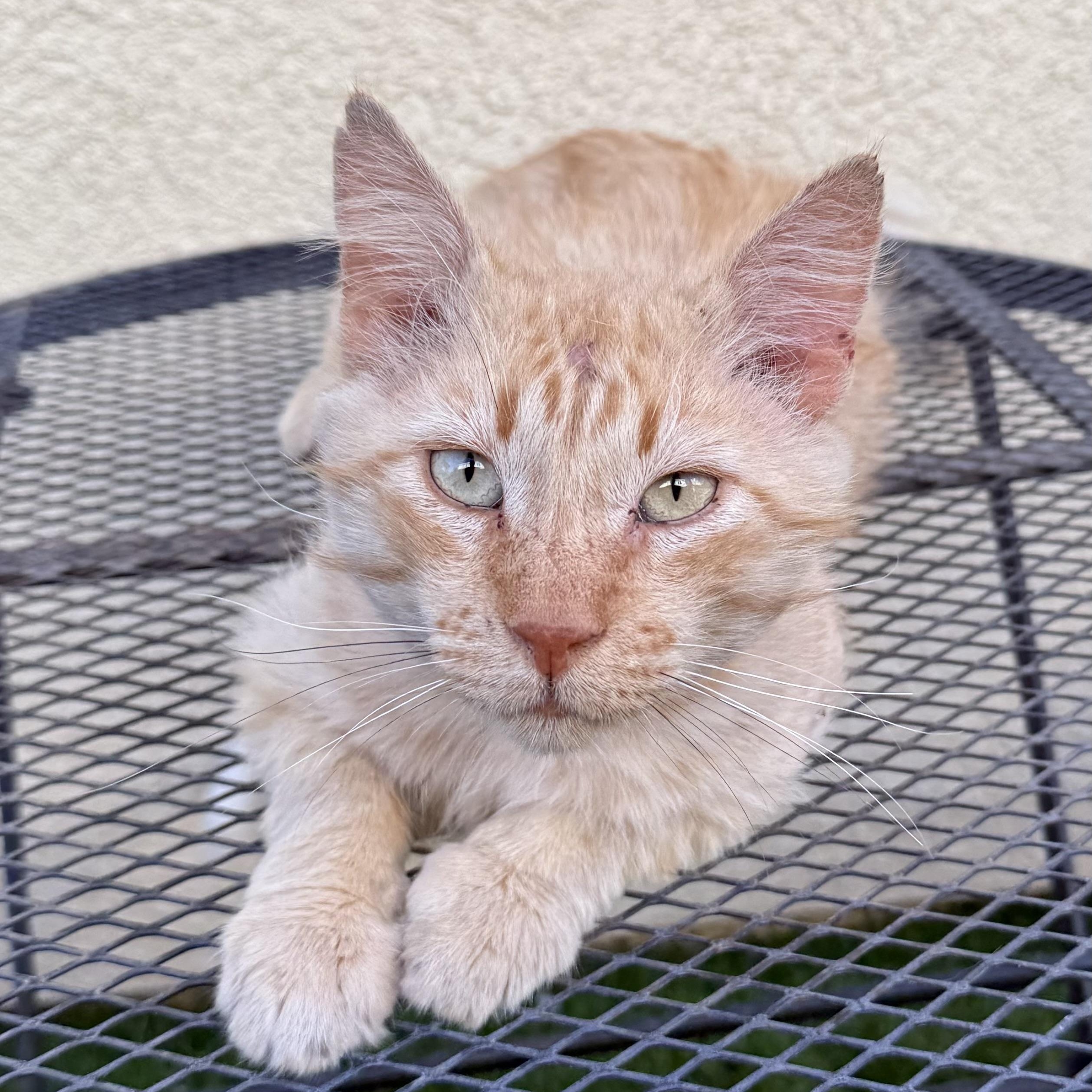 Enlarge Simba, a ADOPTABLE Domestic Medium Hair in Sacramento, CA image 5/6