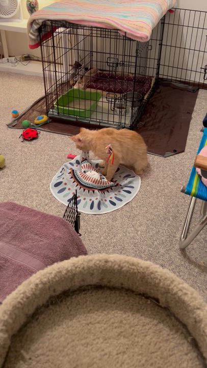 Enlarge Simba, a ADOPTABLE Domestic Medium Hair in Sacramento, CA video 4/6
