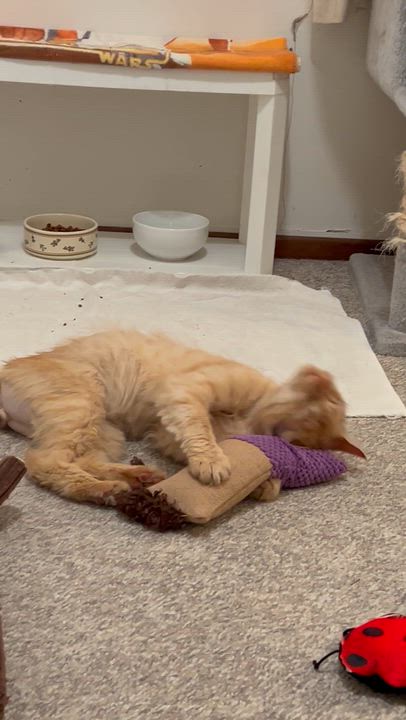 Enlarge Simba, a ADOPTABLE Domestic Medium Hair in Sacramento, CA video 3/6