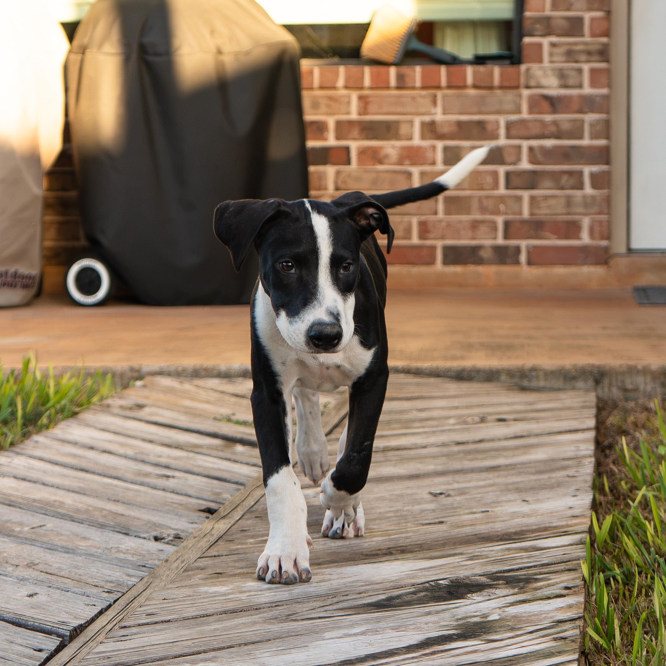 Enlarge Mars, a Adoptable mixed breed in Short Hills, NJ image 2/6