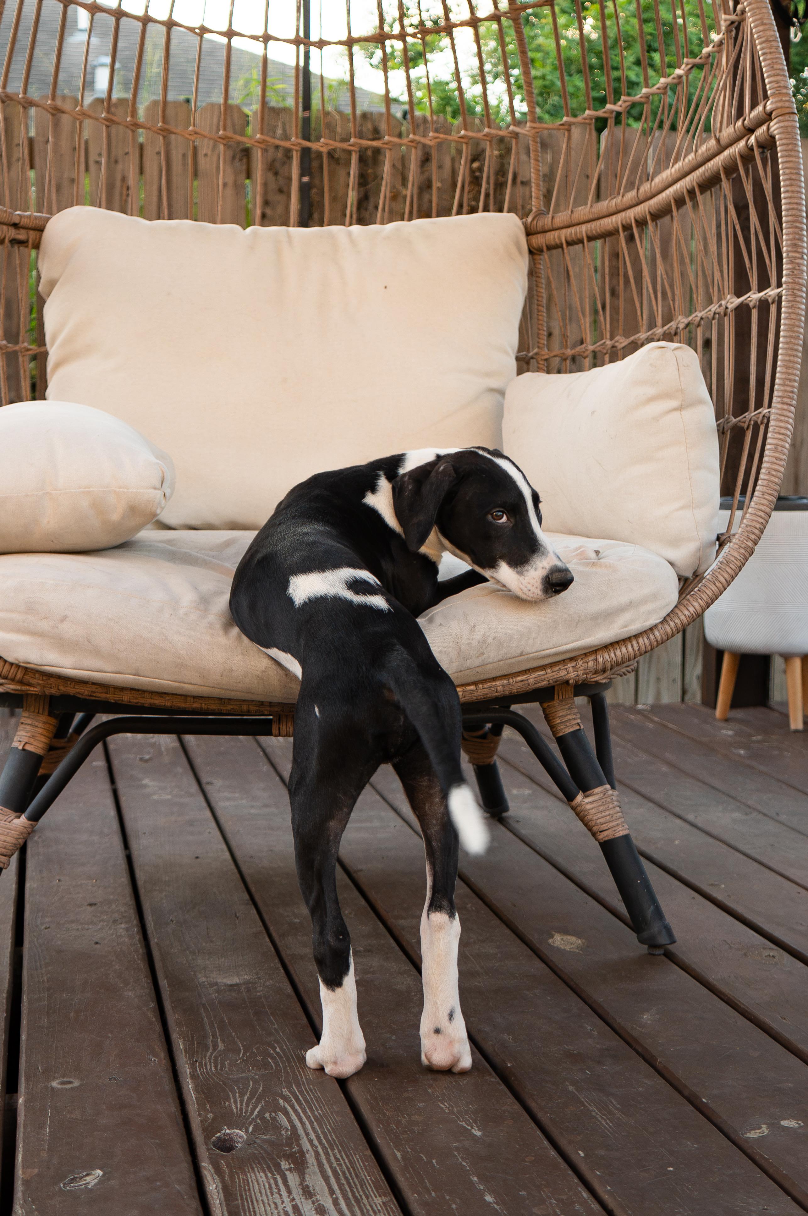 Enlarge Mars, a Adoptable mixed breed in Short Hills, NJ image 3/6
