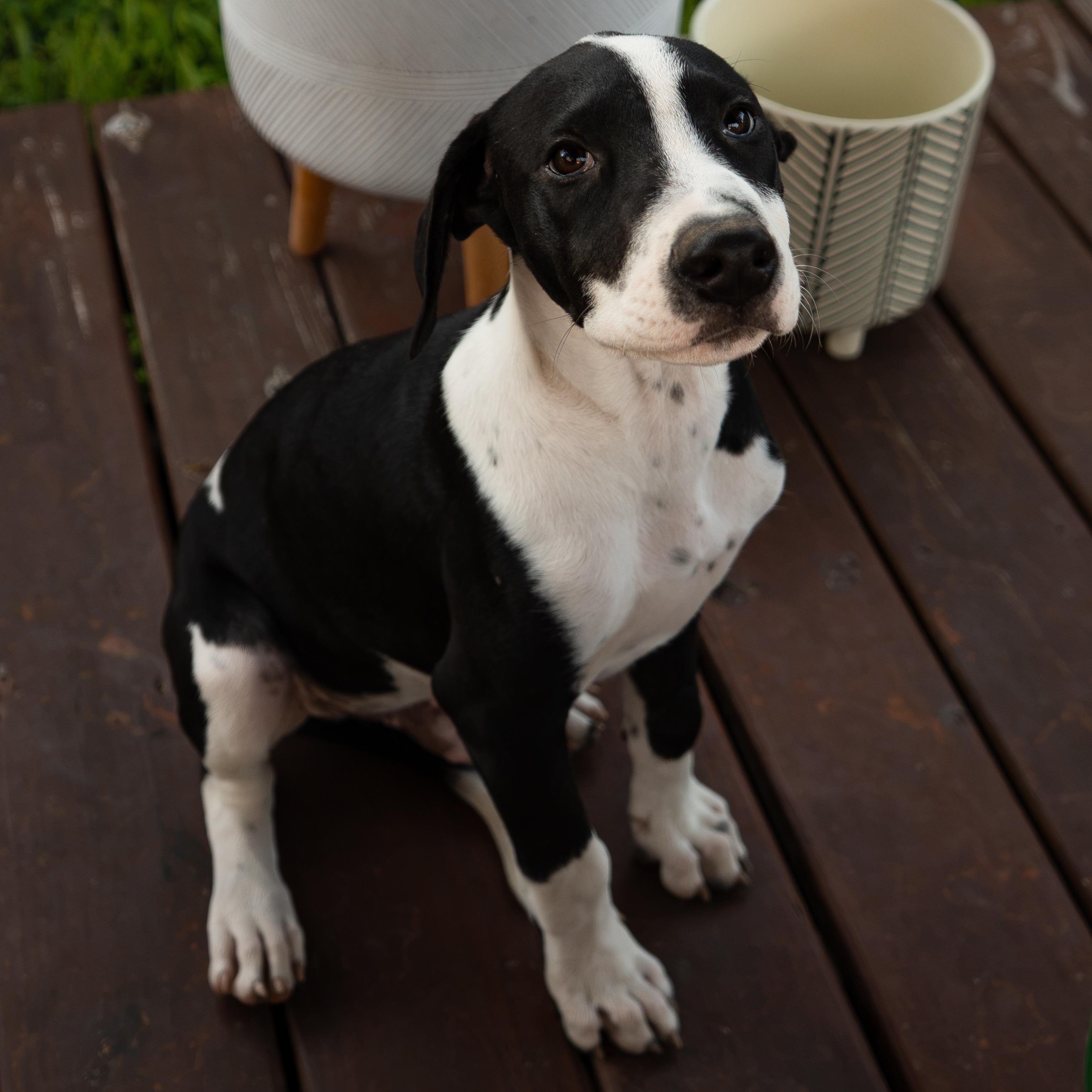 Enlarge Mars, a Adoptable mixed breed in Short Hills, NJ image 4/6
