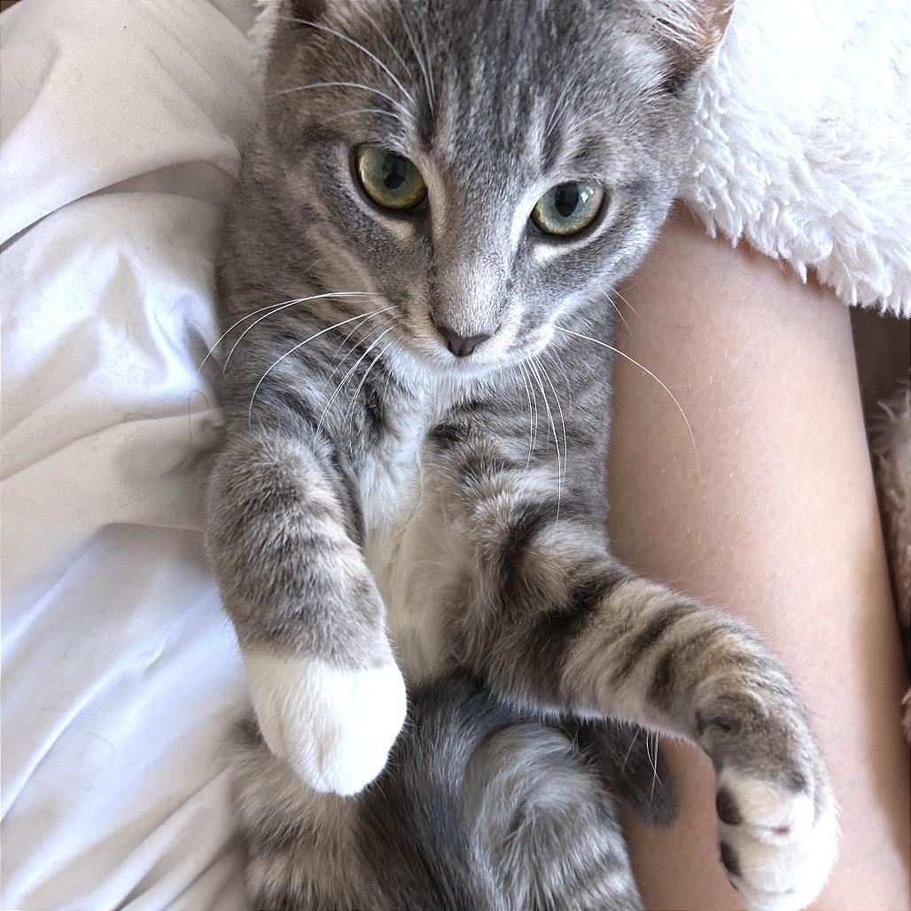 Enlarge Gup, a Adoptable Domestic Short Hair in Yucca Valley, CA image 1/5