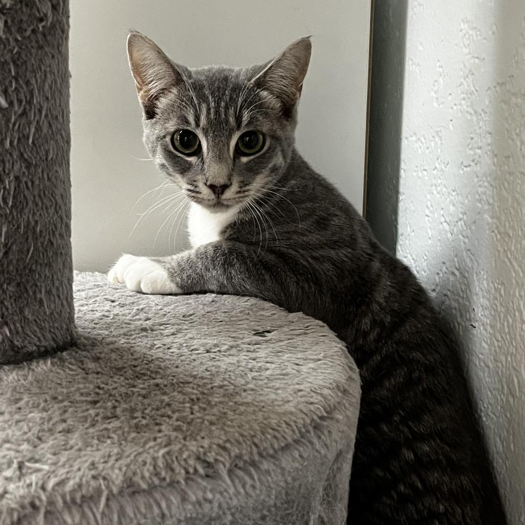 Enlarge Gup, a Adoptable Domestic Short Hair in Yucca Valley, CA image 2/5