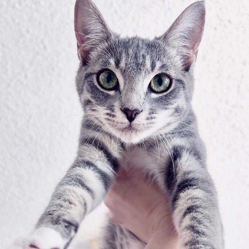 Enlarge Gup, a Adoptable Domestic Short Hair in Yucca Valley, CA image 3/5