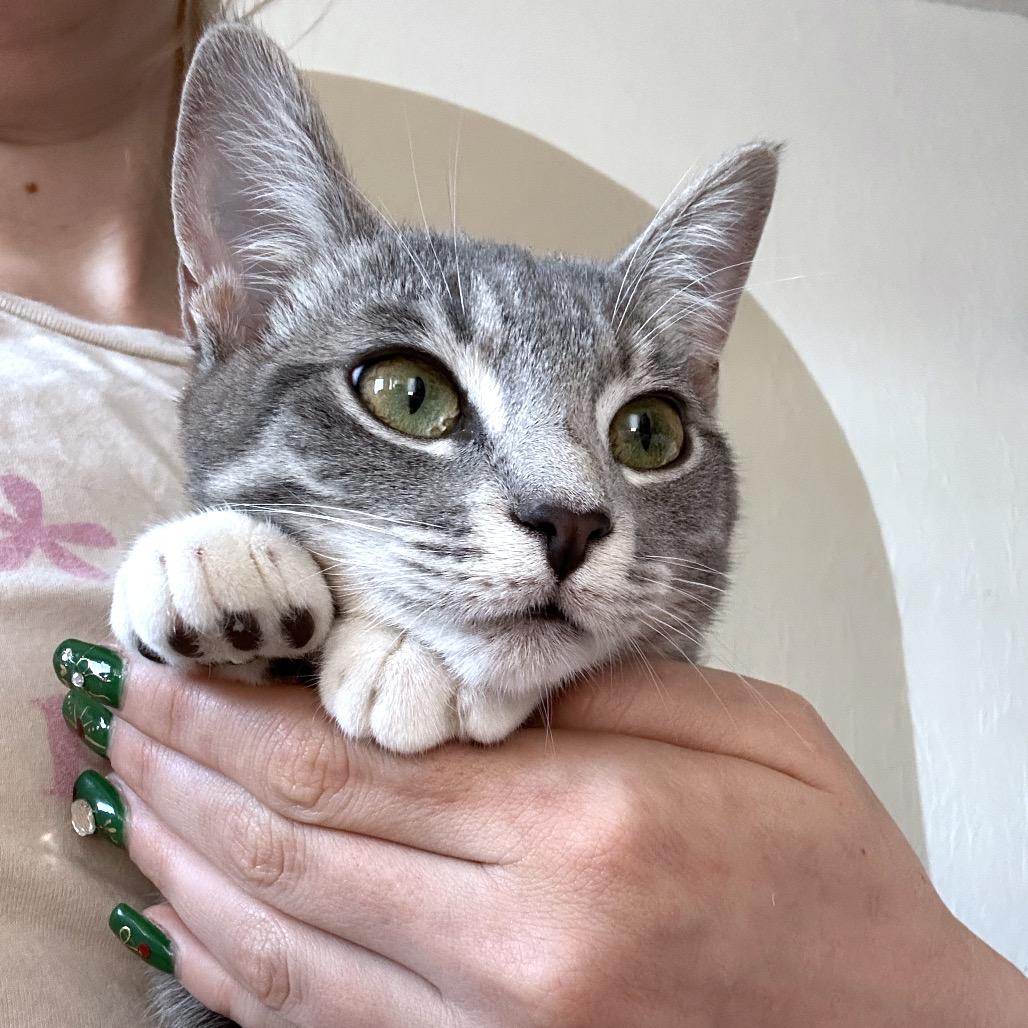 Enlarge Gup, a Adoptable Domestic Short Hair in Yucca Valley, CA image 4/5