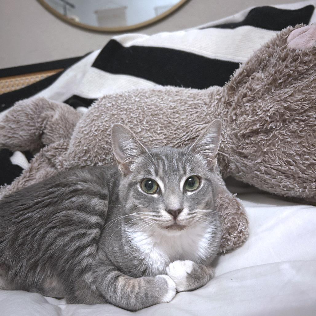 Enlarge Gup, a Adoptable Domestic Short Hair in Yucca Valley, CA image 5/5