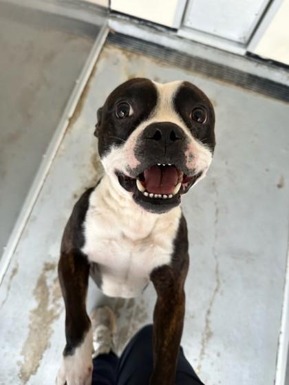 Enlarge Angelo, a Adoptable mixed breed in Violet, LA image 1/2