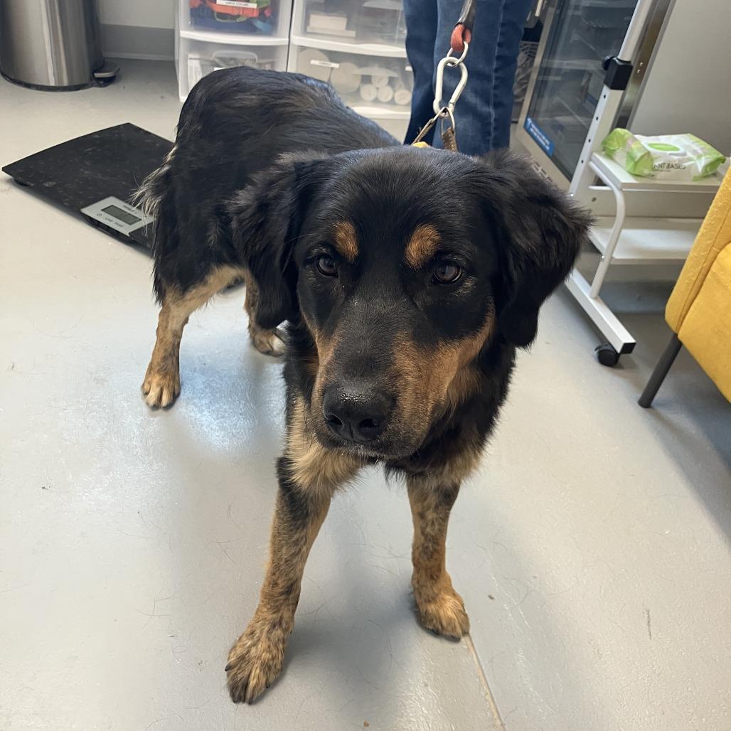 Enlarge Shadow, a ADOPTABLE mixed breed in Torrey, UT image 1/1