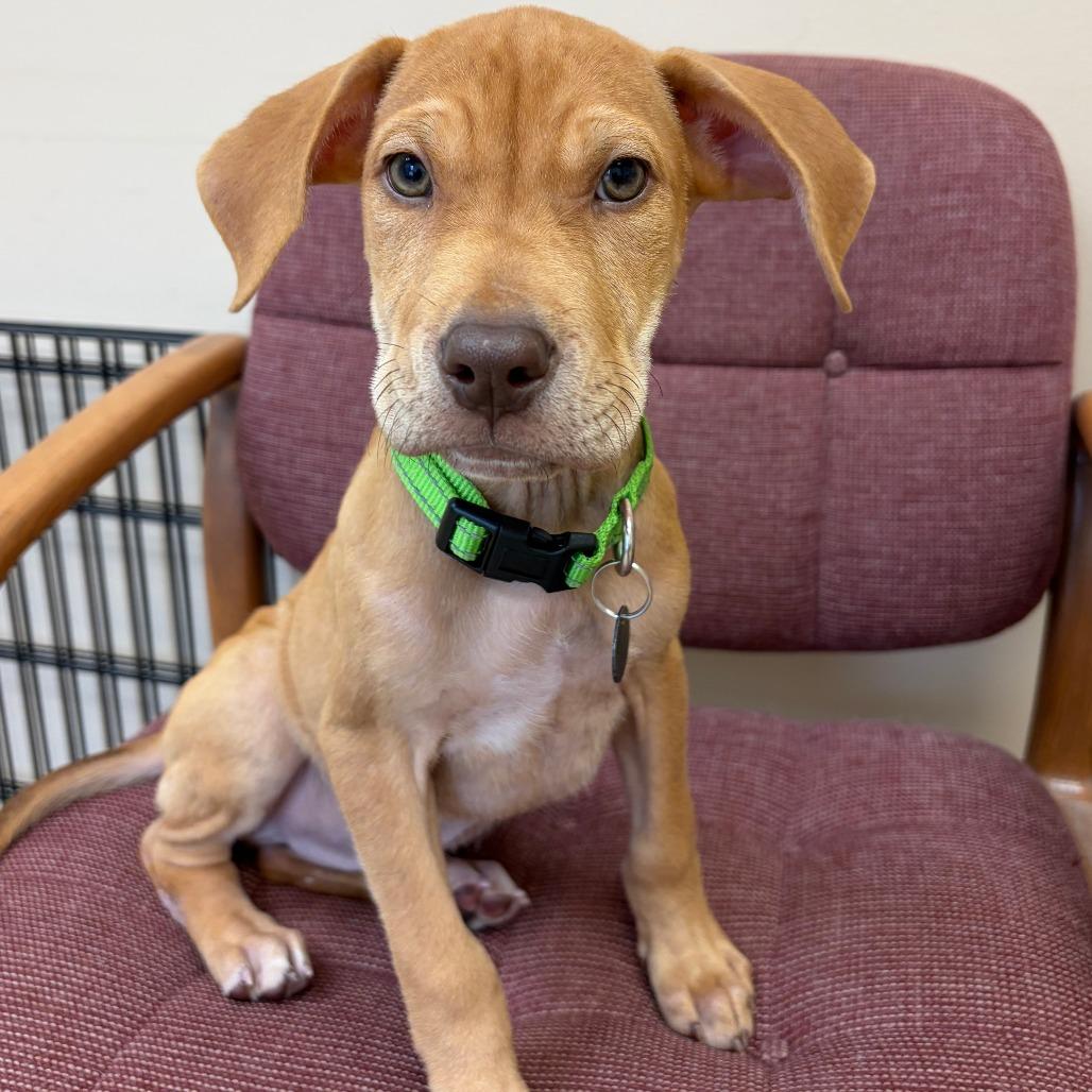 Forrest, Adoptable, Puppy Male Hound & Mixed Breed.