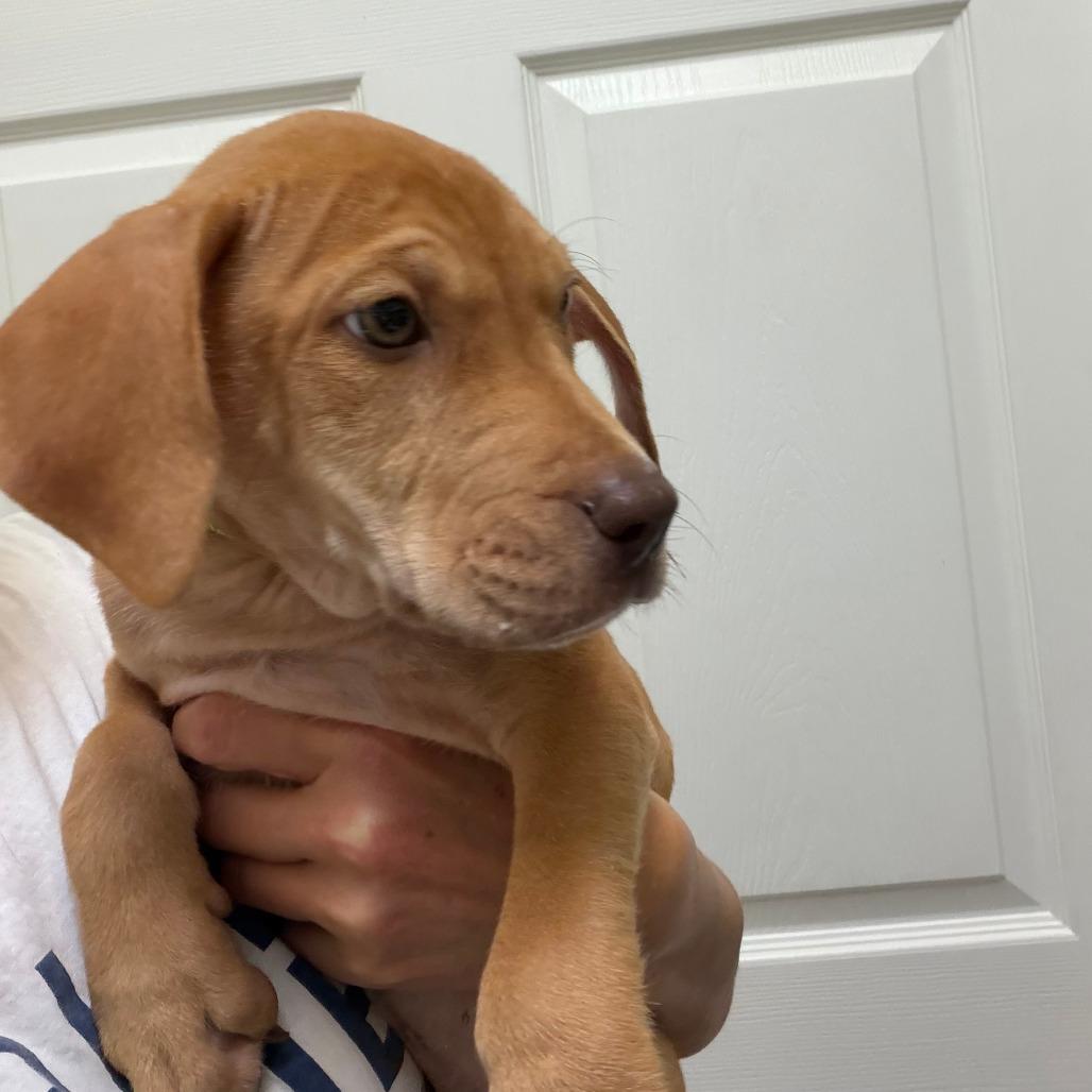 Enlarge Forrest, a Adoptable mixed breed in Greensboro, GA image 2/6
