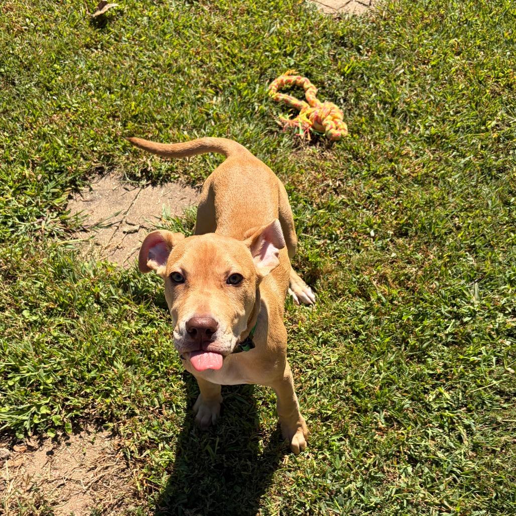 Enlarge Forrest, a Adoptable mixed breed in Greensboro, GA image 3/6