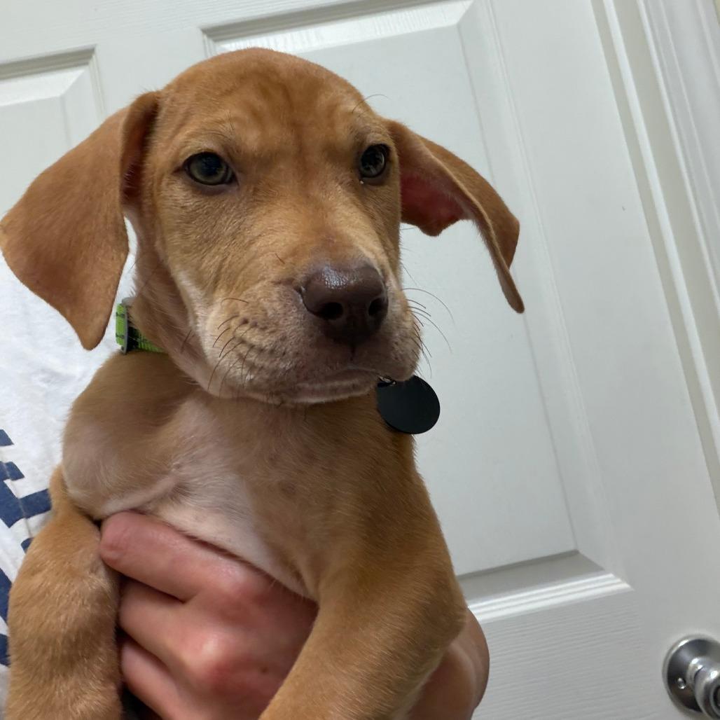 Enlarge Forrest, a Adoptable mixed breed in Greensboro, GA image 4/6