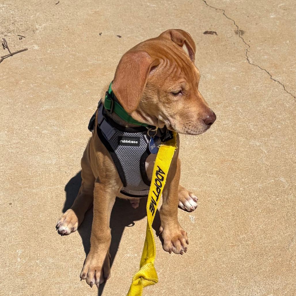 Enlarge Forrest, a Adoptable mixed breed in Greensboro, GA image 5/6