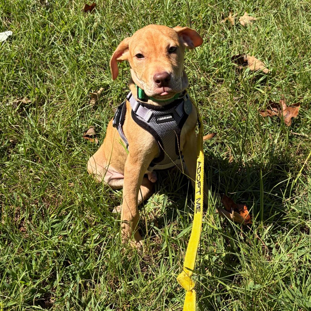 Enlarge Forrest, a Adoptable mixed breed in Greensboro, GA image 6/6