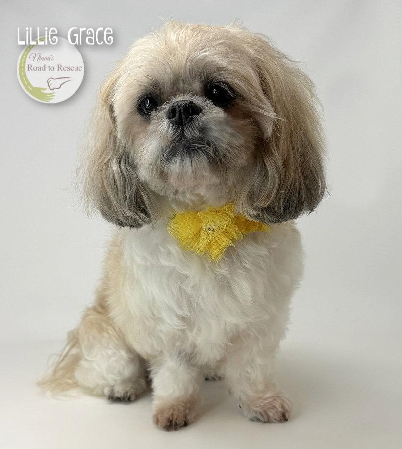 Enlarge Lillie Grace, a Adoptable Shih Tzu in Benton, LA image 1/3