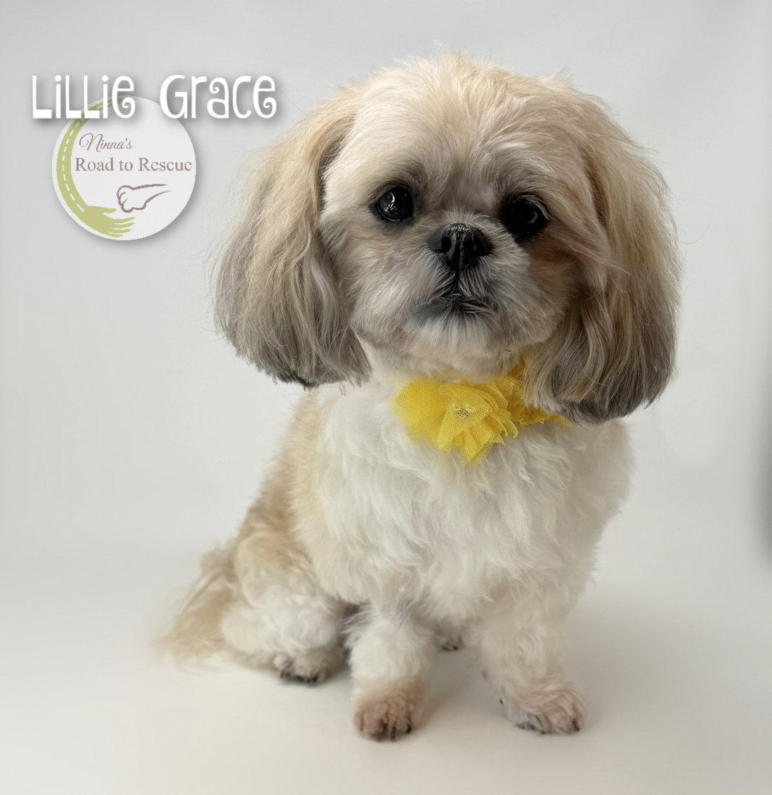 Enlarge Lillie Grace, a Adoptable Shih Tzu in Benton, LA image 2/3