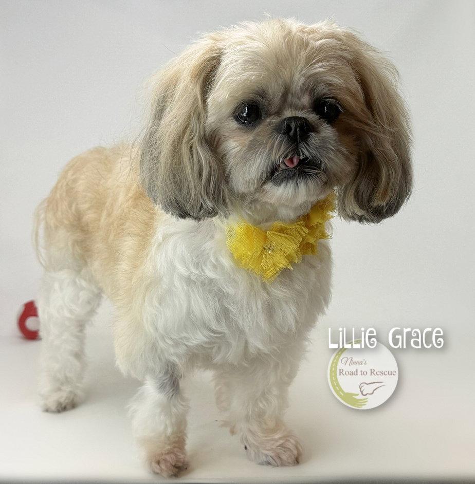 Enlarge Lillie Grace, a Adoptable Shih Tzu in Benton, LA image 3/3