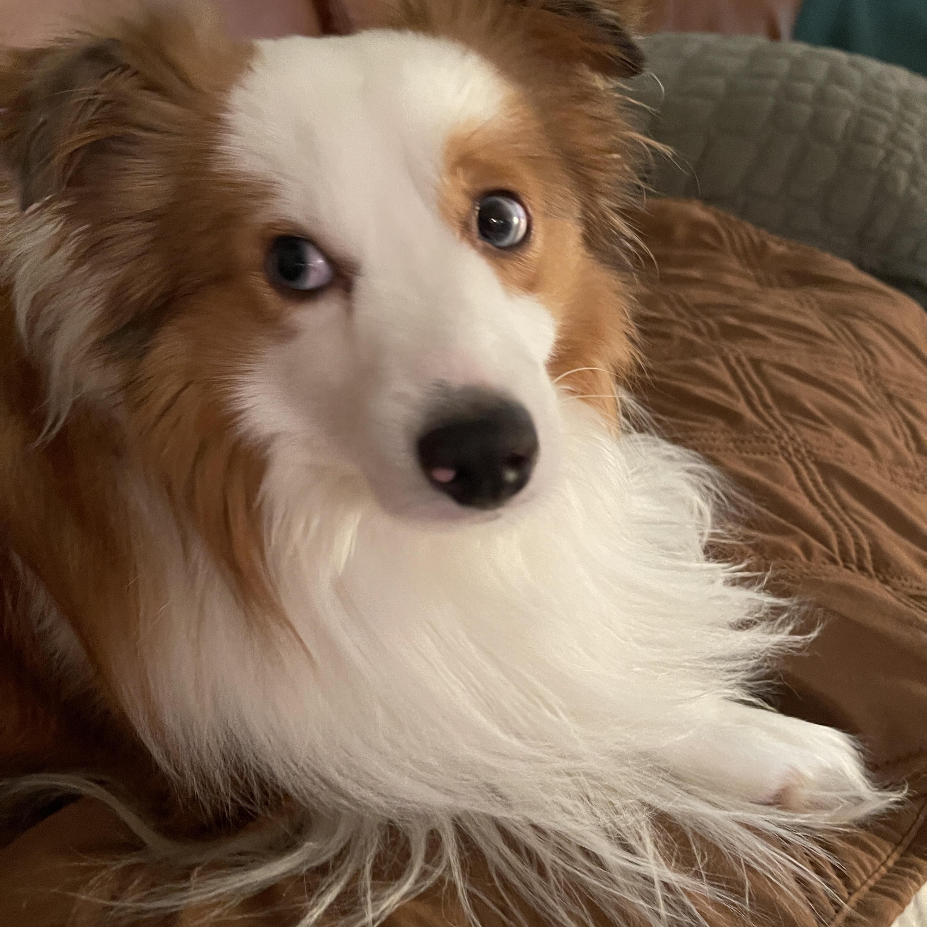 Jackson, Adoptable, Young Male Shetland Sheepdog / Sheltie & Australian Shepherd.