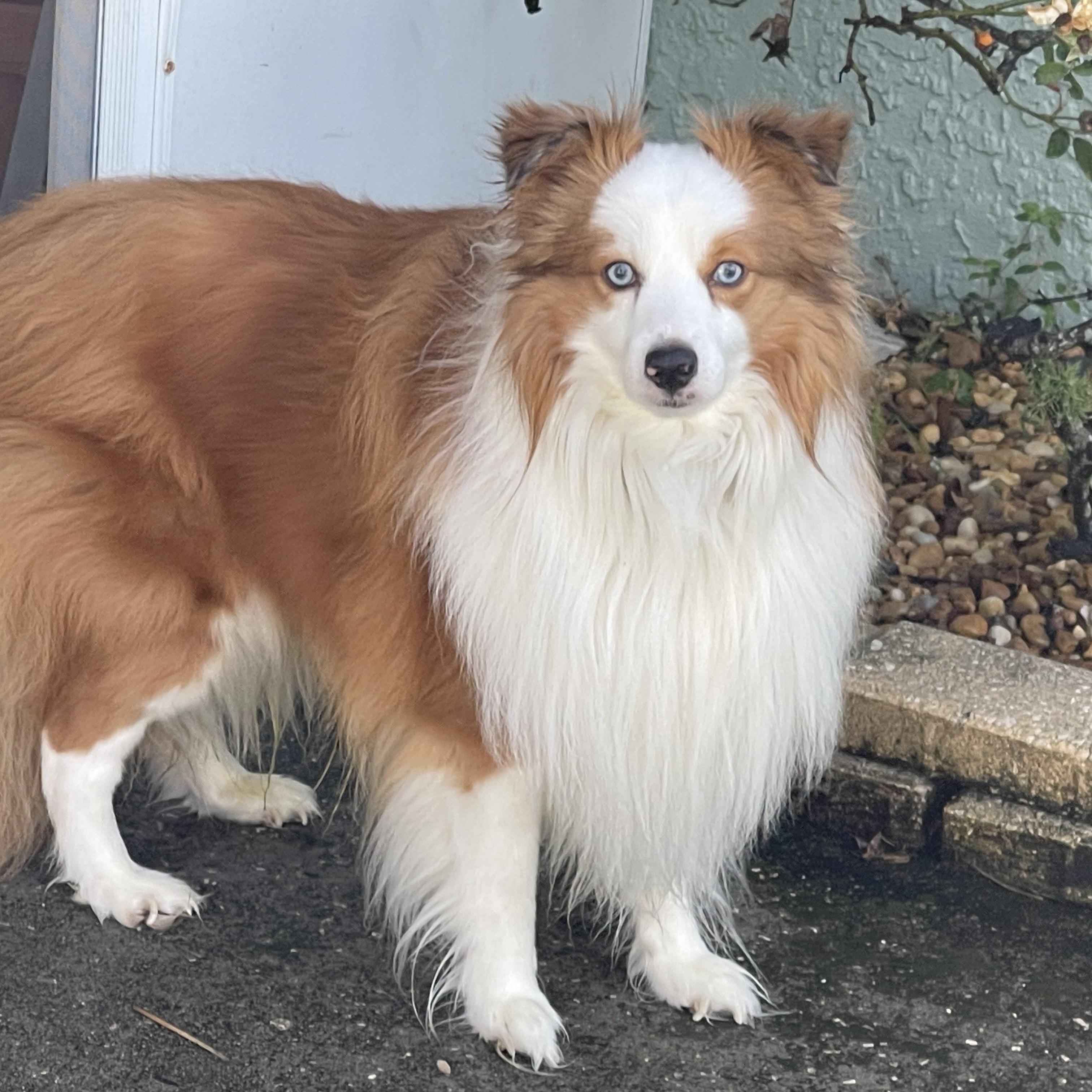 Enlarge Jackson, a Adoptable mixed breed in Palm Bay, FL image 2/3