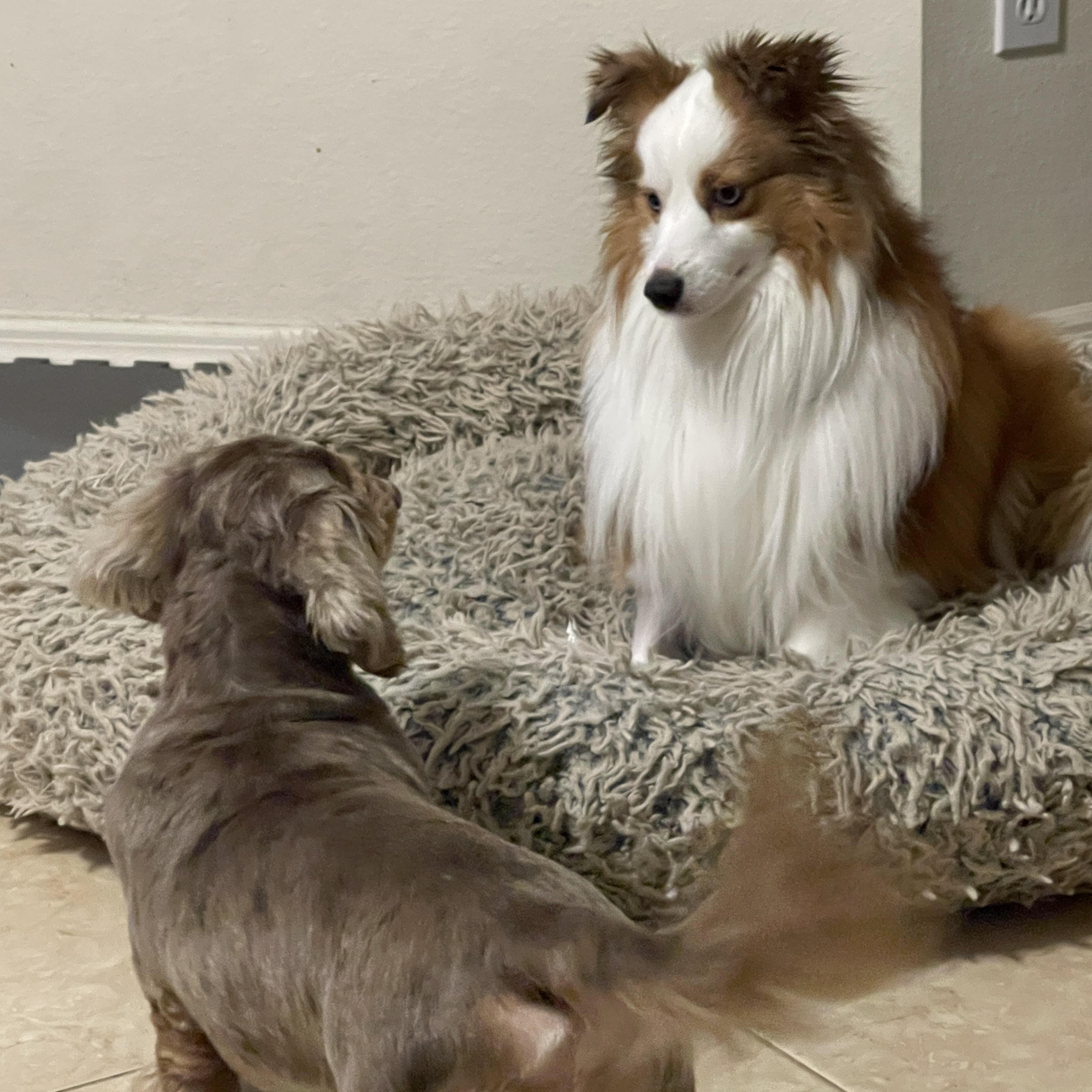 Enlarge Jackson, a Adoptable mixed breed in Palm Bay, FL image 3/3