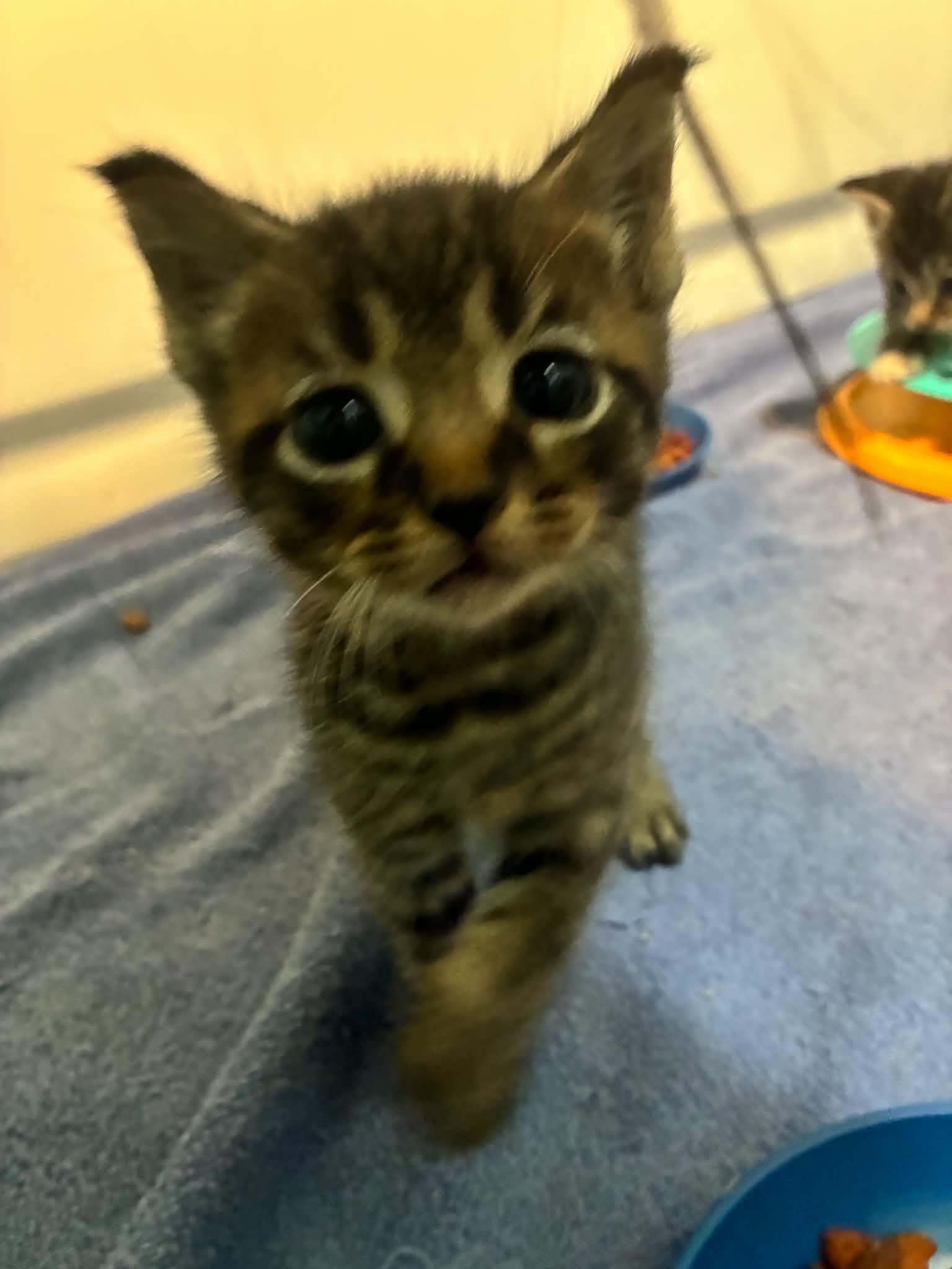 Enlarge Toby, a ADOPTABLE Tabby in Inez, KY image 4/4