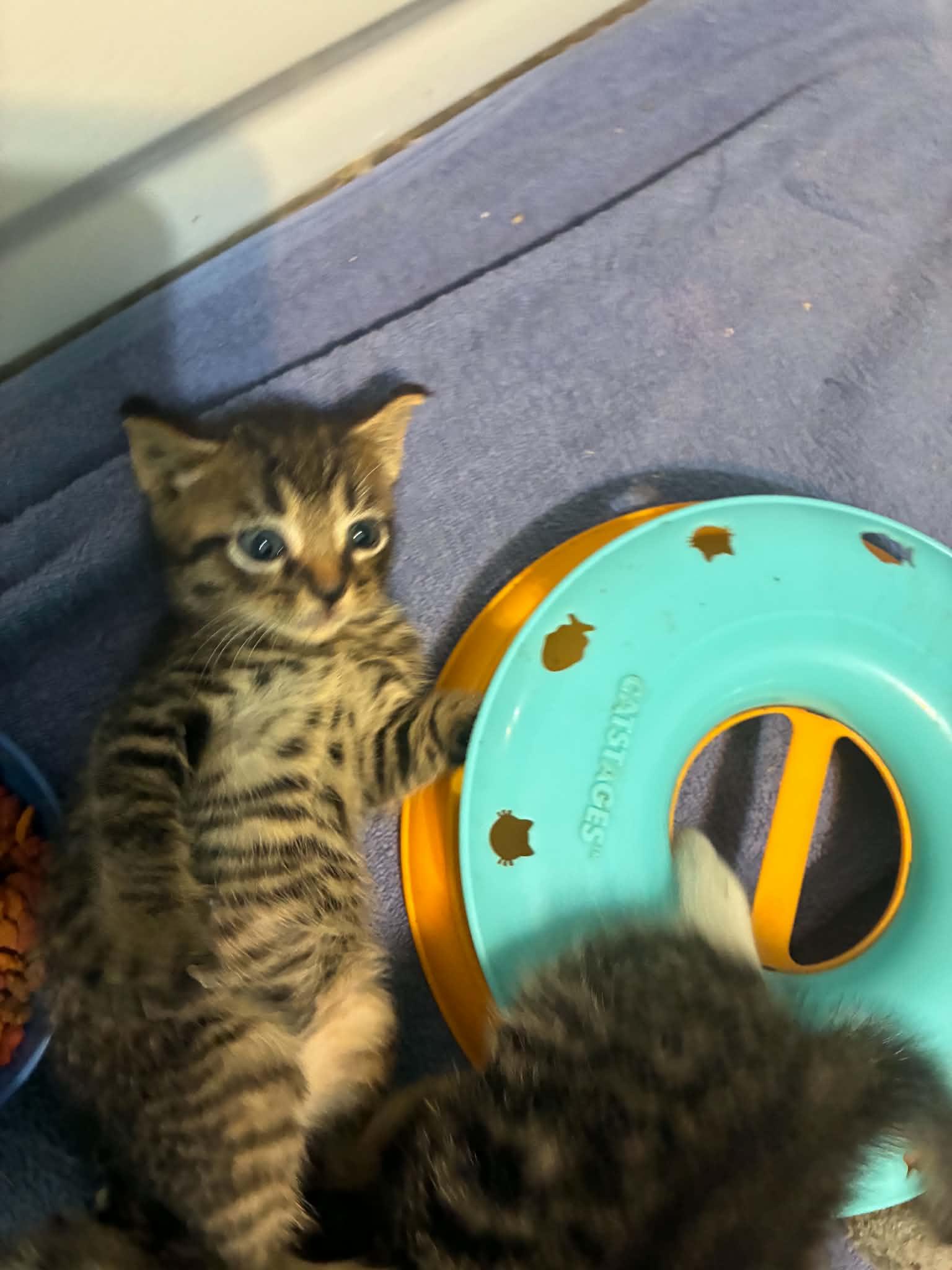 Enlarge Toby, a ADOPTABLE Tabby in Inez, KY image 2/4