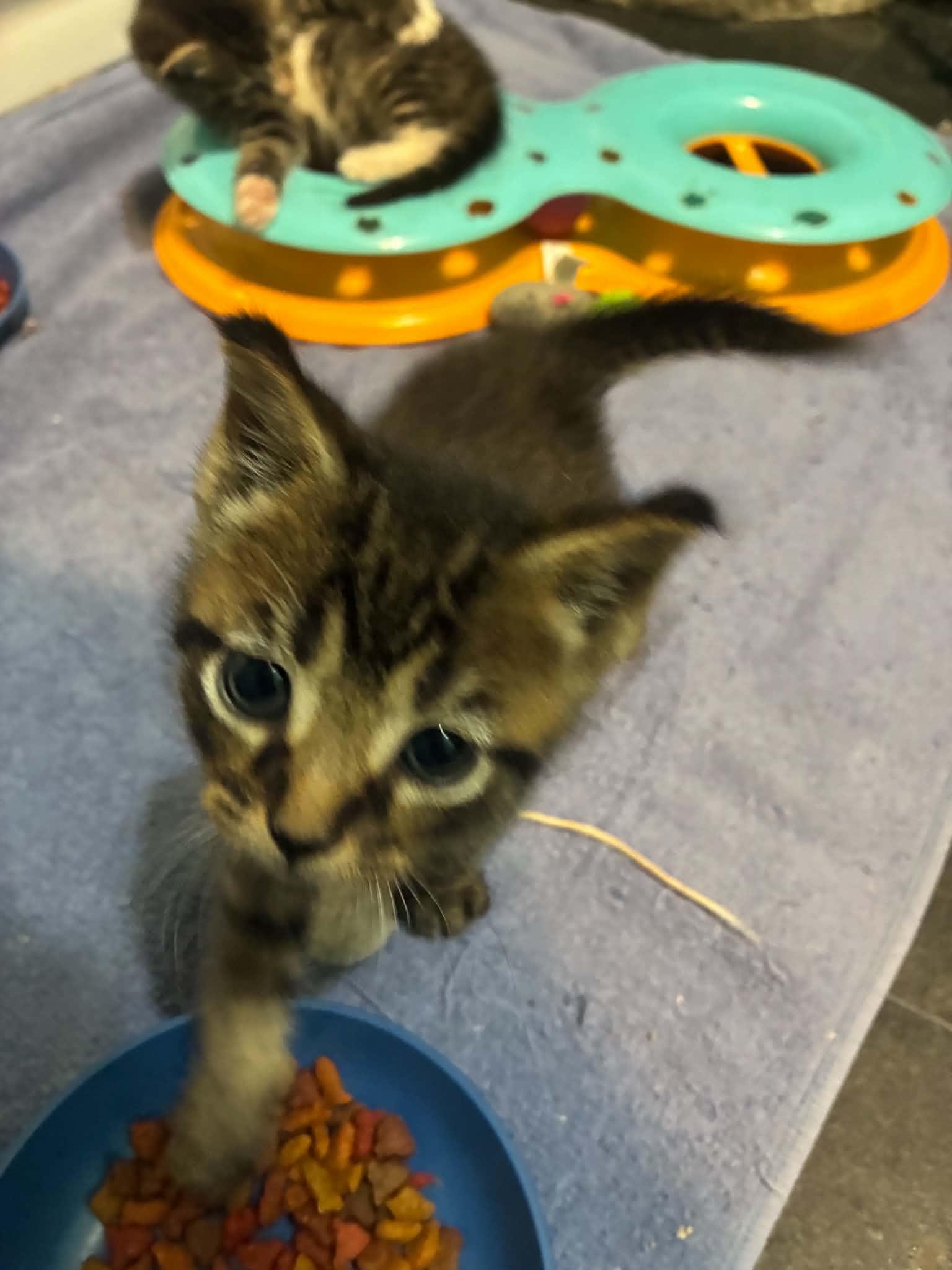 Toby, ADOPTABLE, Kitten Male Tabby.
