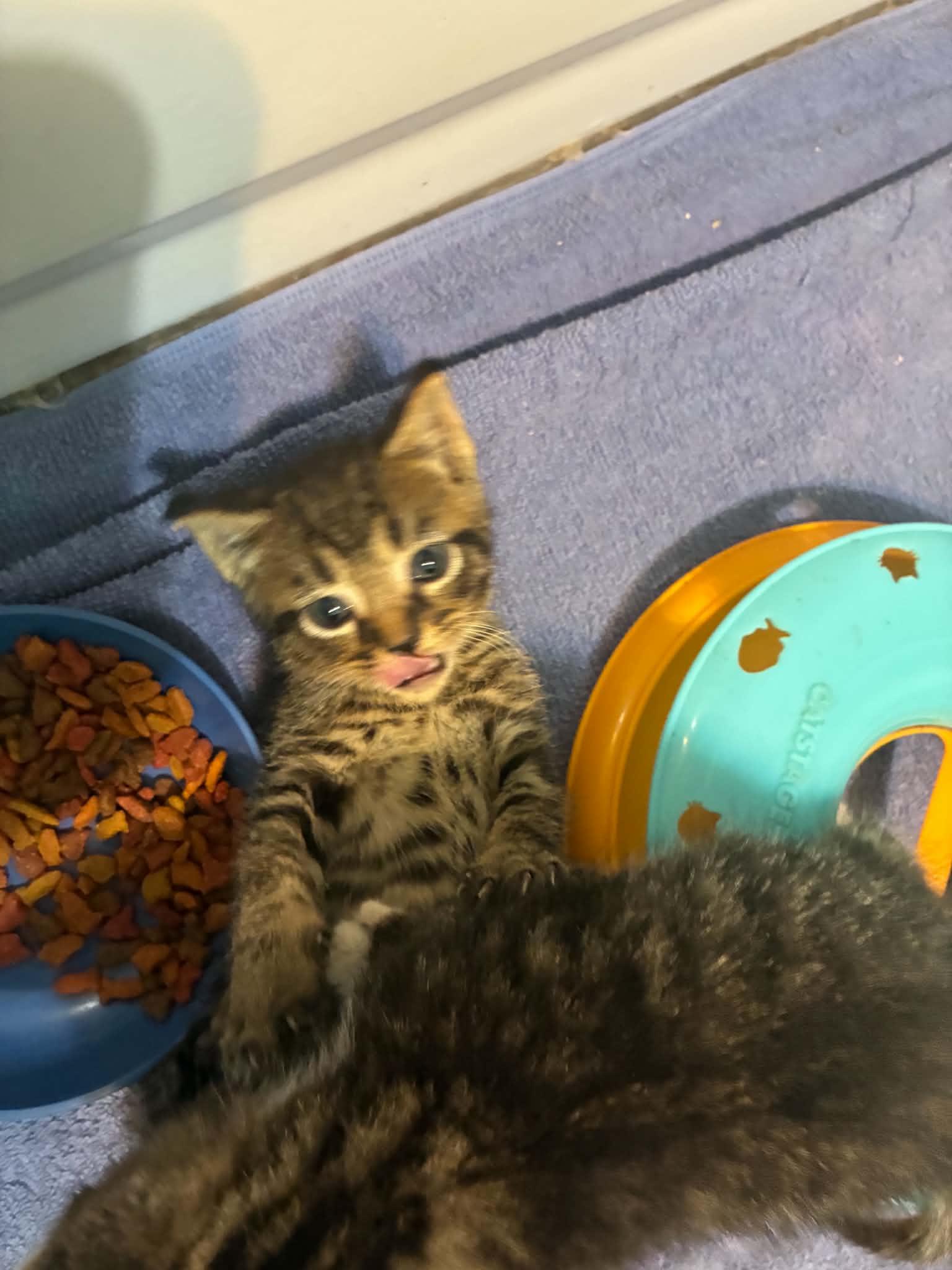 Enlarge Toby, a ADOPTABLE Tabby in Inez, KY image 3/4