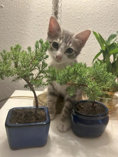 VICTOR, Adoptable, Young Male Domestic Short Hair.