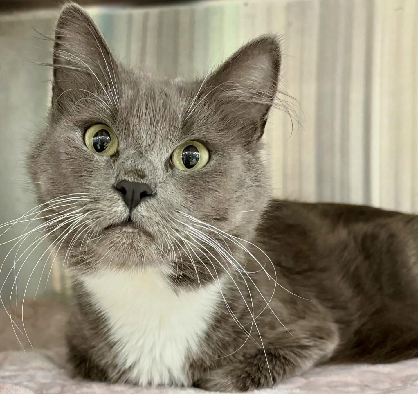 Princess, Adopted, Young Female Domestic Medium Hair.