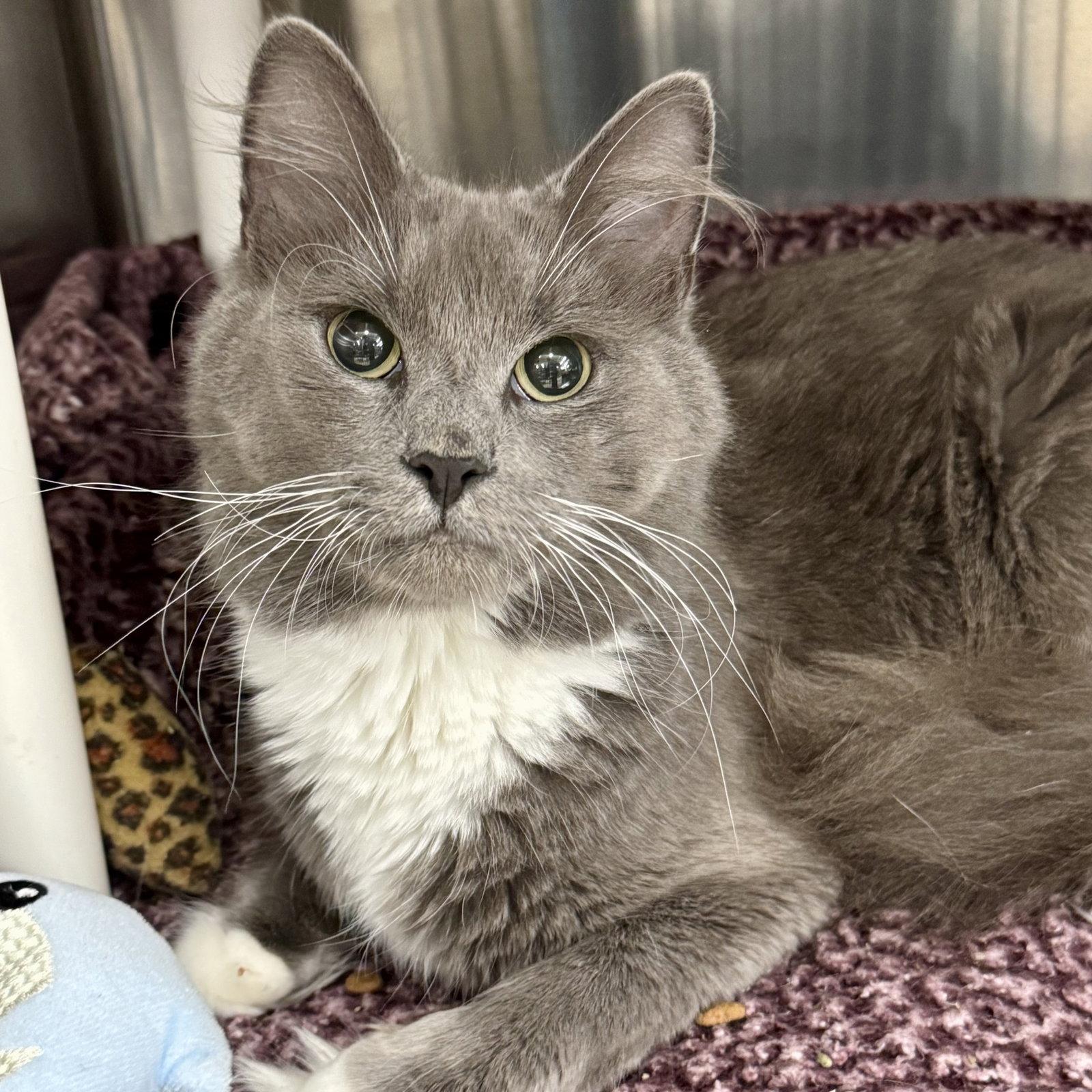 Enlarge Princess, a Adopted Domestic Medium Hair in Winchendon, MA image 2/2