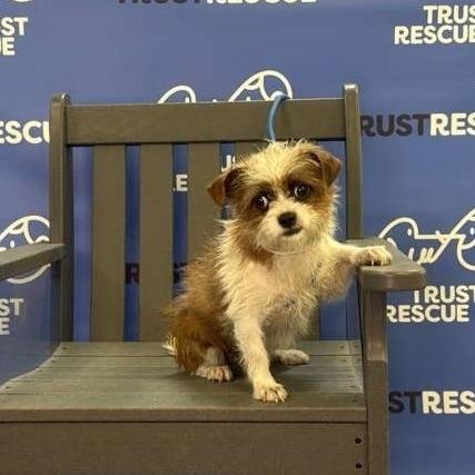 Enlarge FAWN, a Adoptable Terrier in Berlin, NJ image 1/5