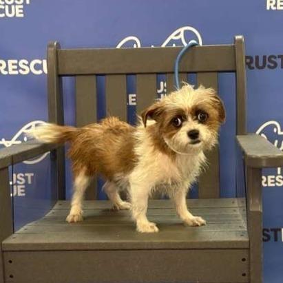 Enlarge FAWN, a Adoptable Terrier in Berlin, NJ image 2/5